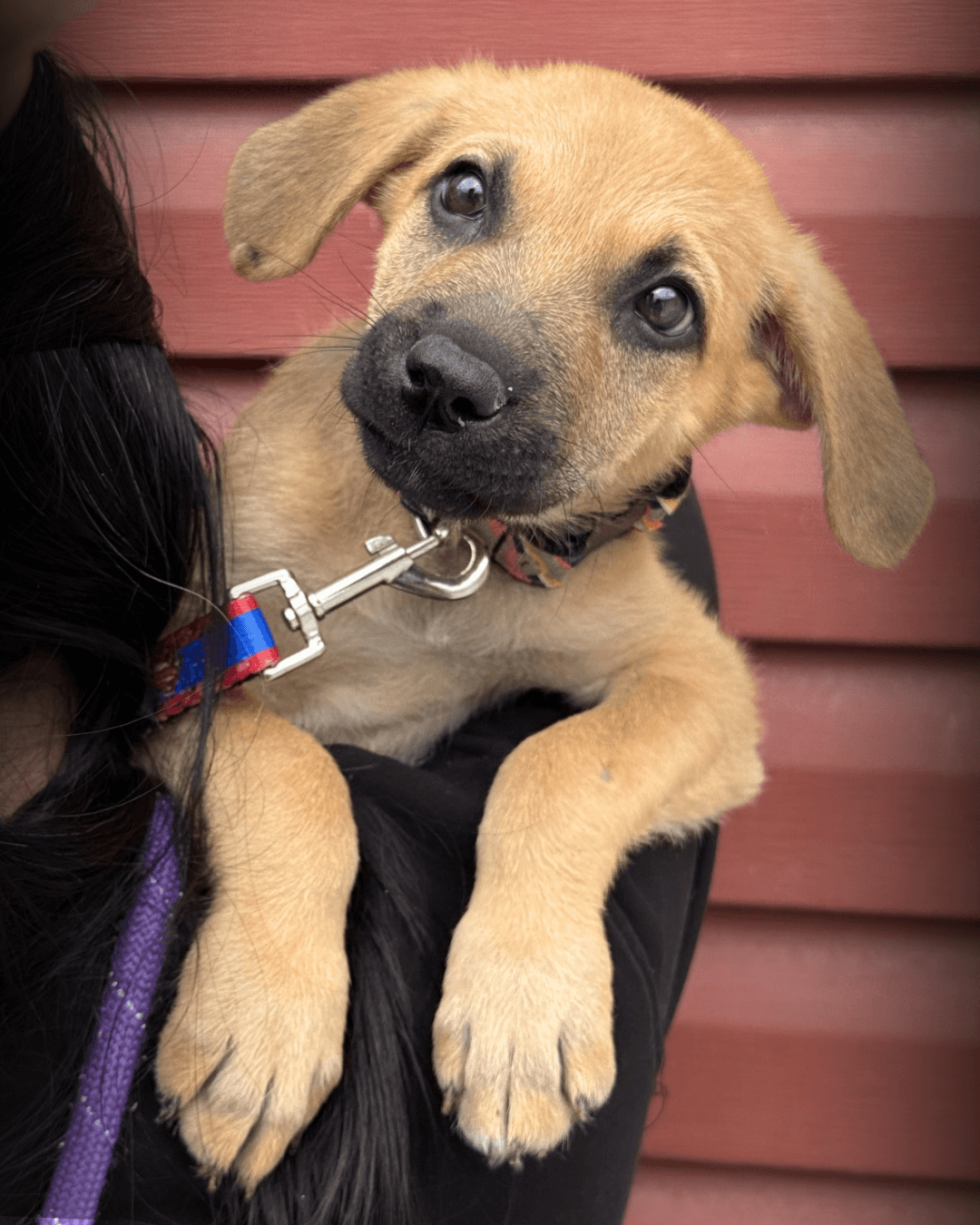 Zeus - Mixed available for adoption at Cochrane Humane Society in Calgary