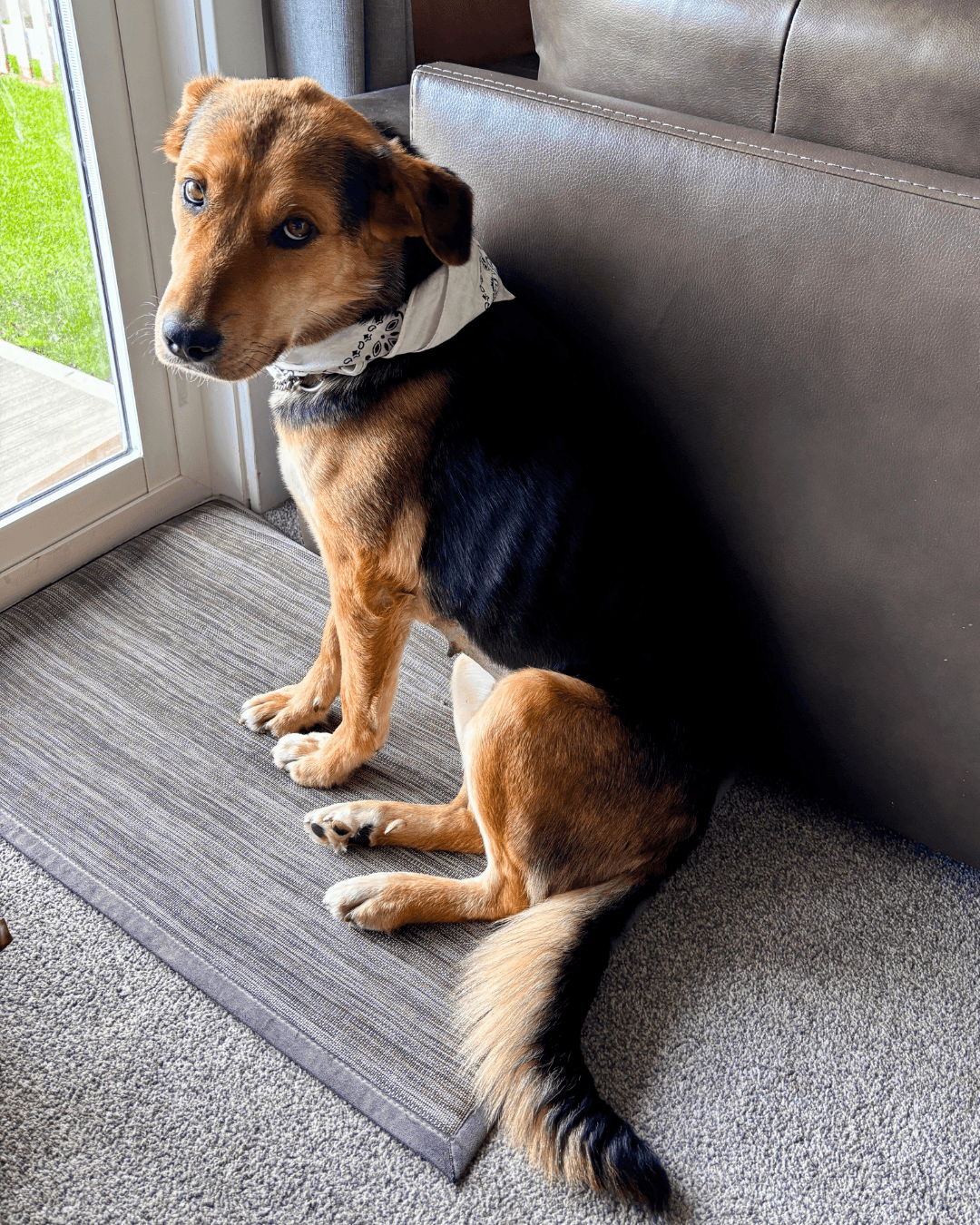 Willlow - Mixed available for adoption at Cochrane Humane Society in Calgary