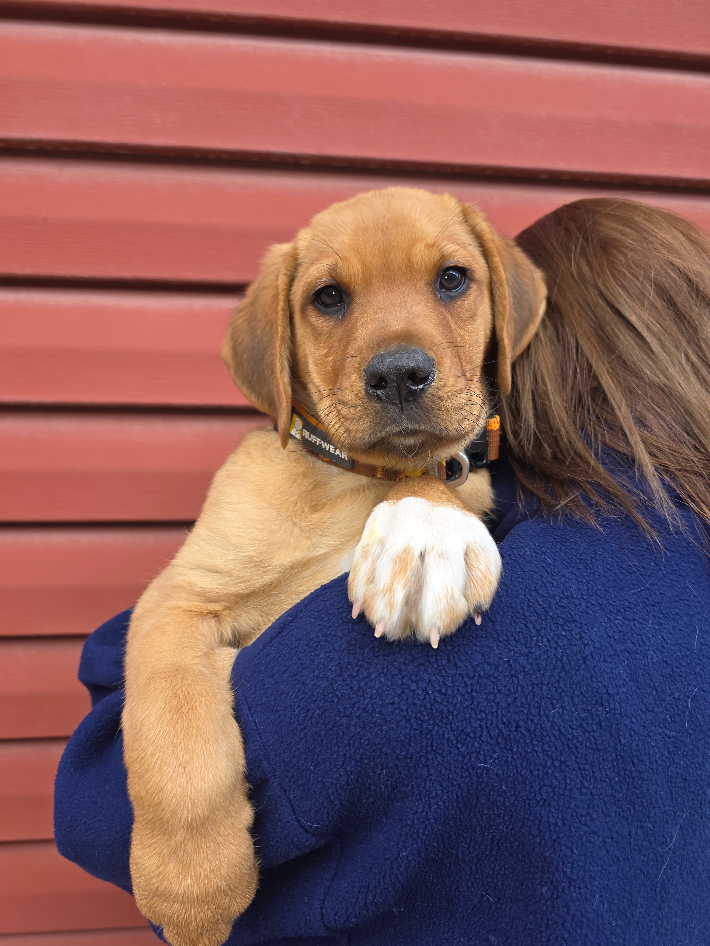 Darling - Mixed available for adoption at Cochrane Humane Society in Calgary