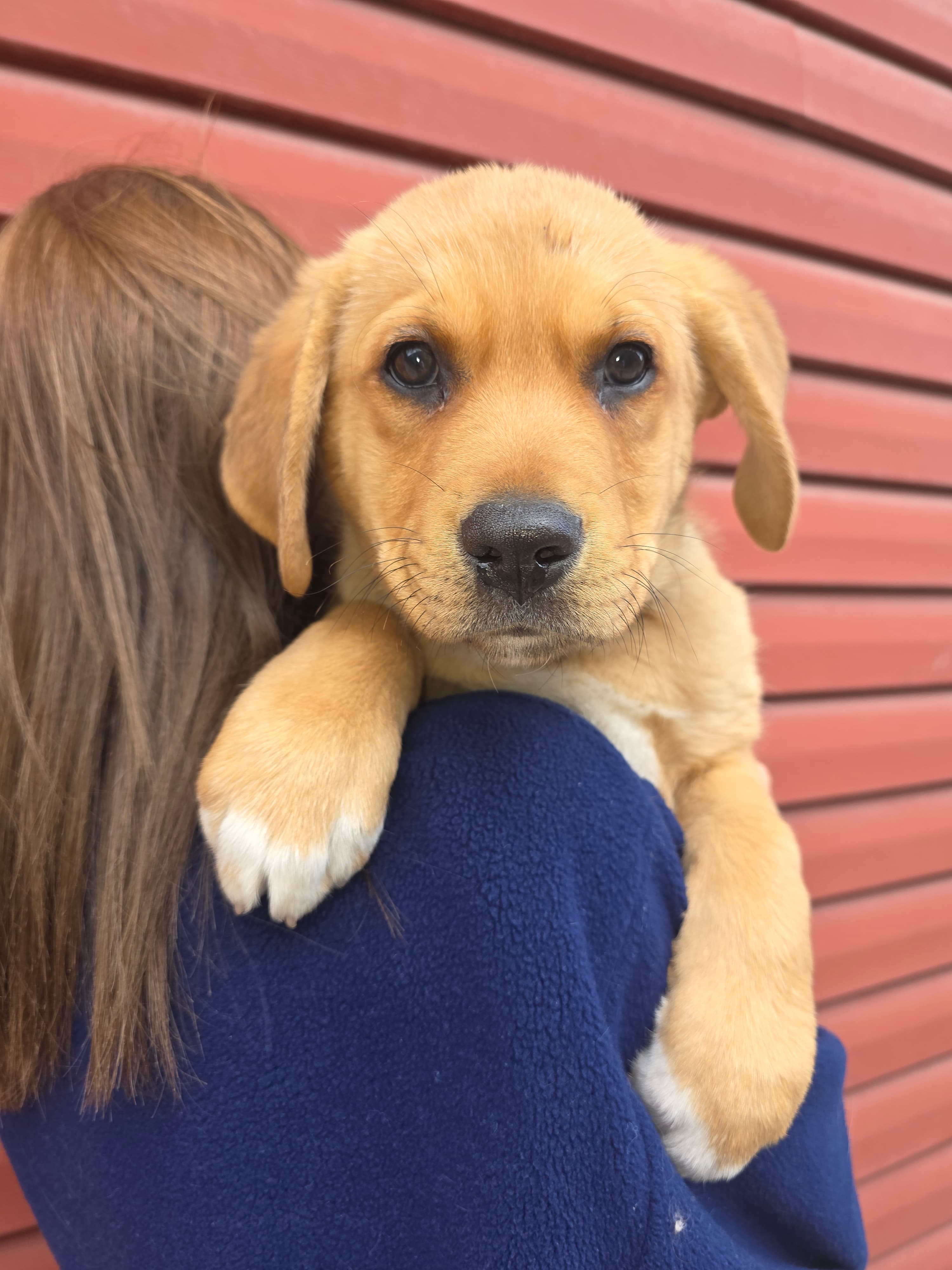 Peter Pan - Mixed available for adoption at Cochrane Humane Society in Calgary