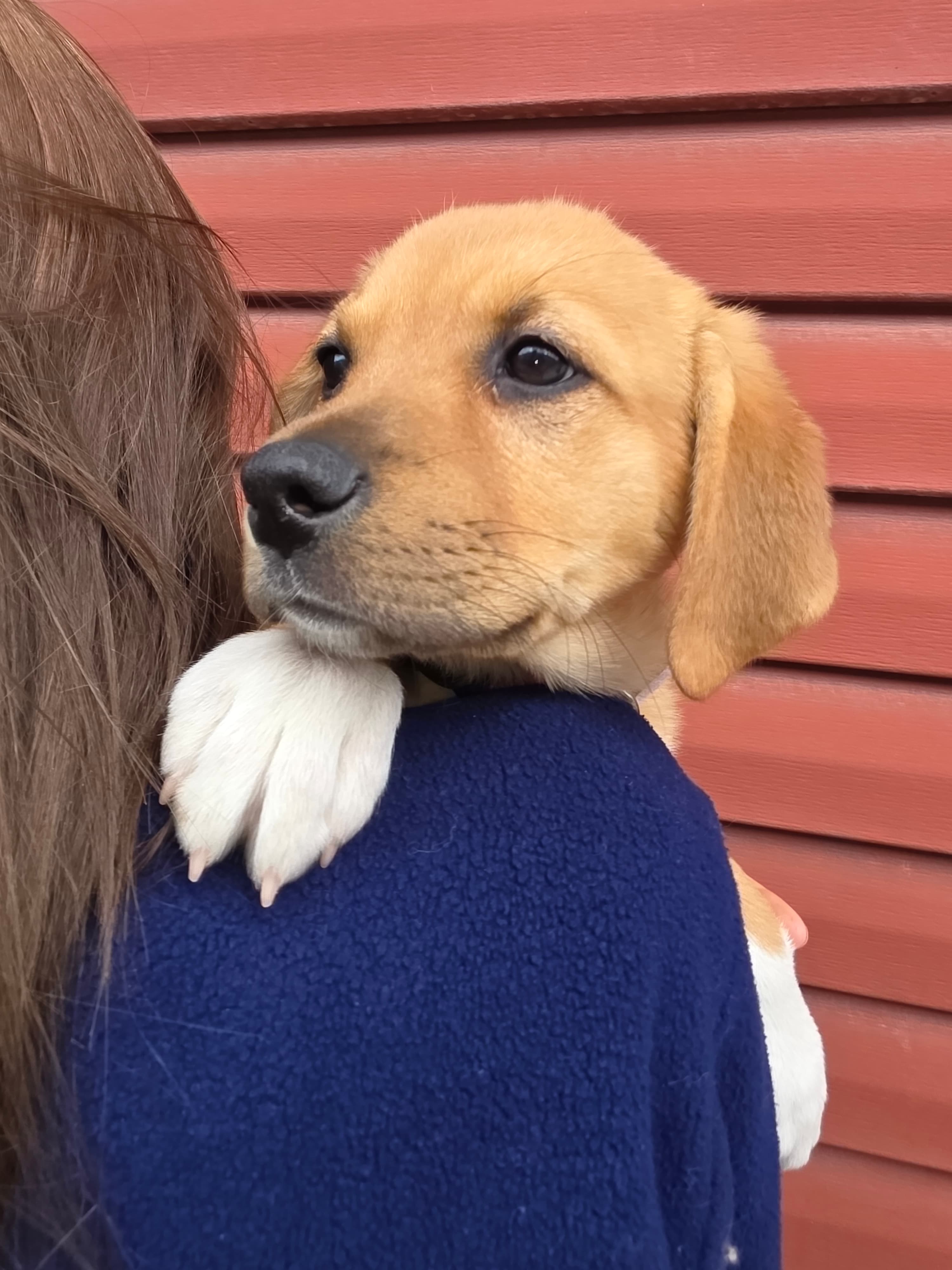Bell - Mixed available for adoption at Cochrane Humane Society in Calgary