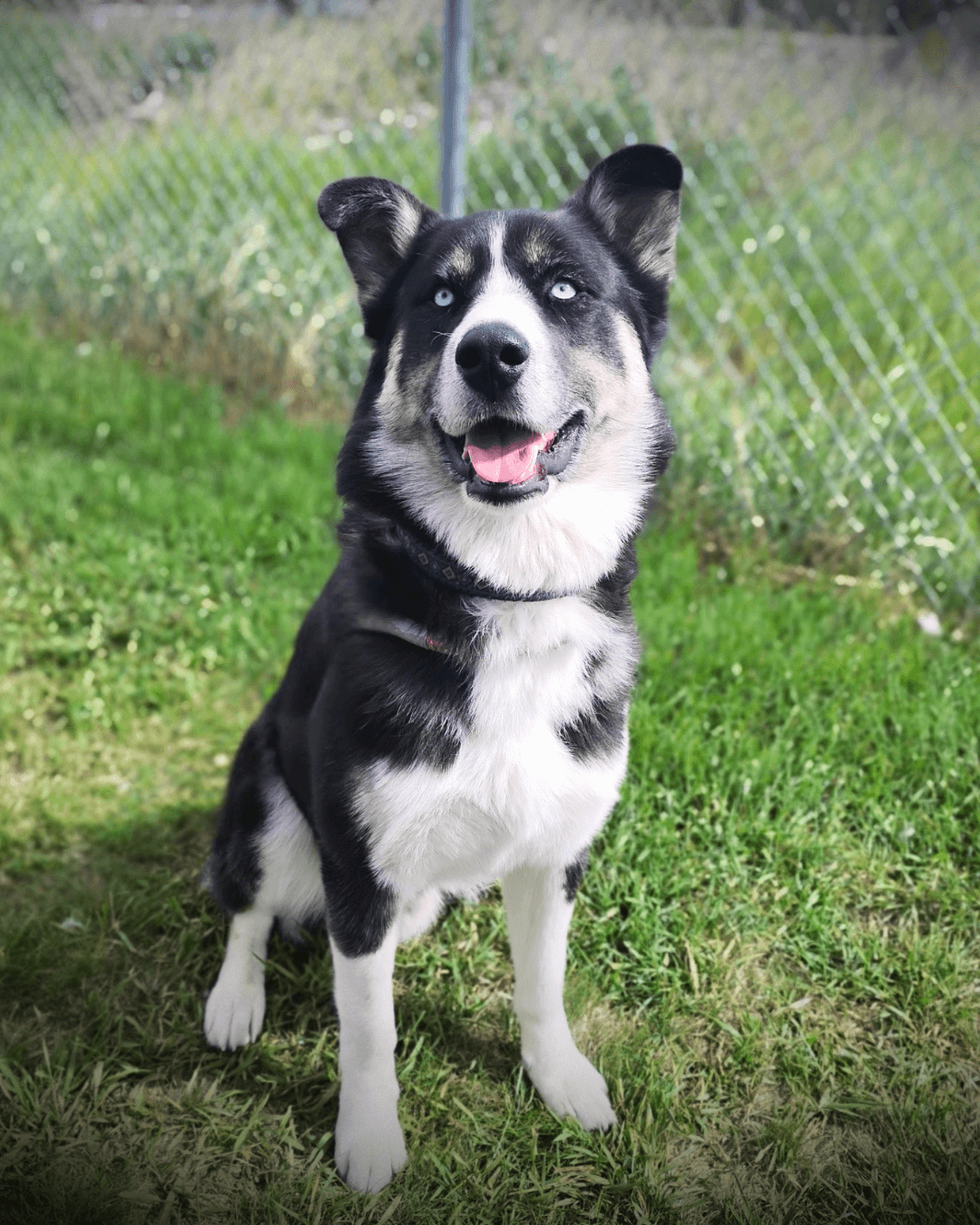 Brutus - Mixed available for adoption at Cochrane Humane Society in Calgary