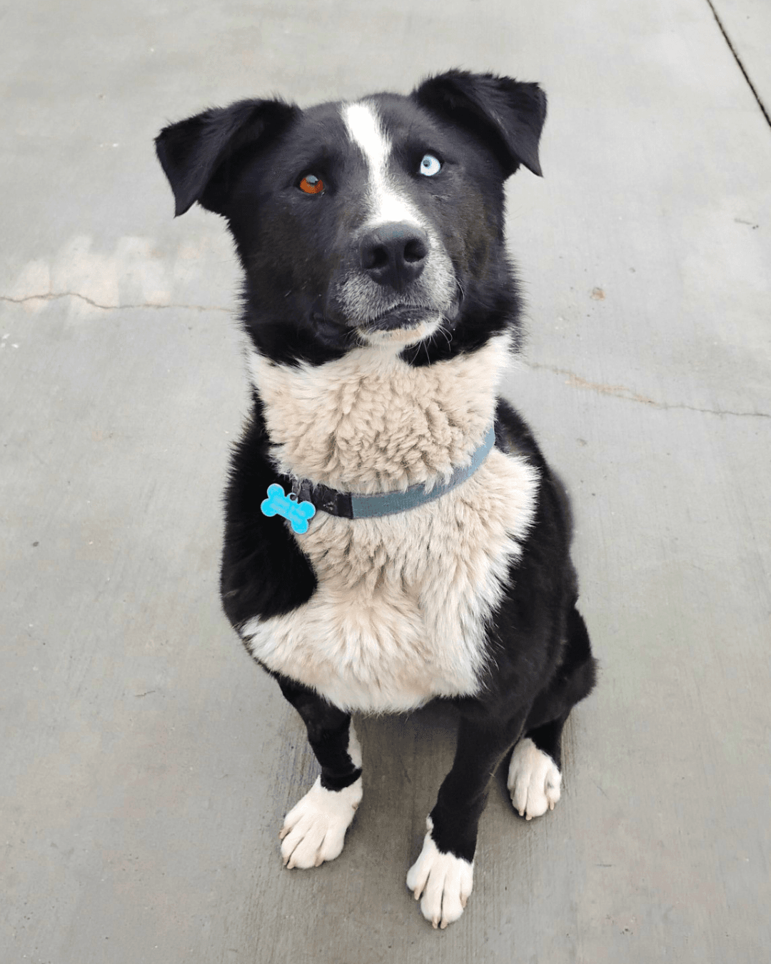 Solo - Mixed available for adoption at Cochrane Humane Society in Calgary