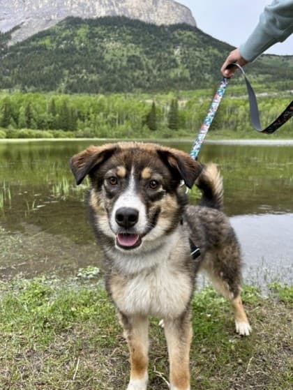 Petal - Mixed available for adoption at Cochrane Humane Society in Calgary