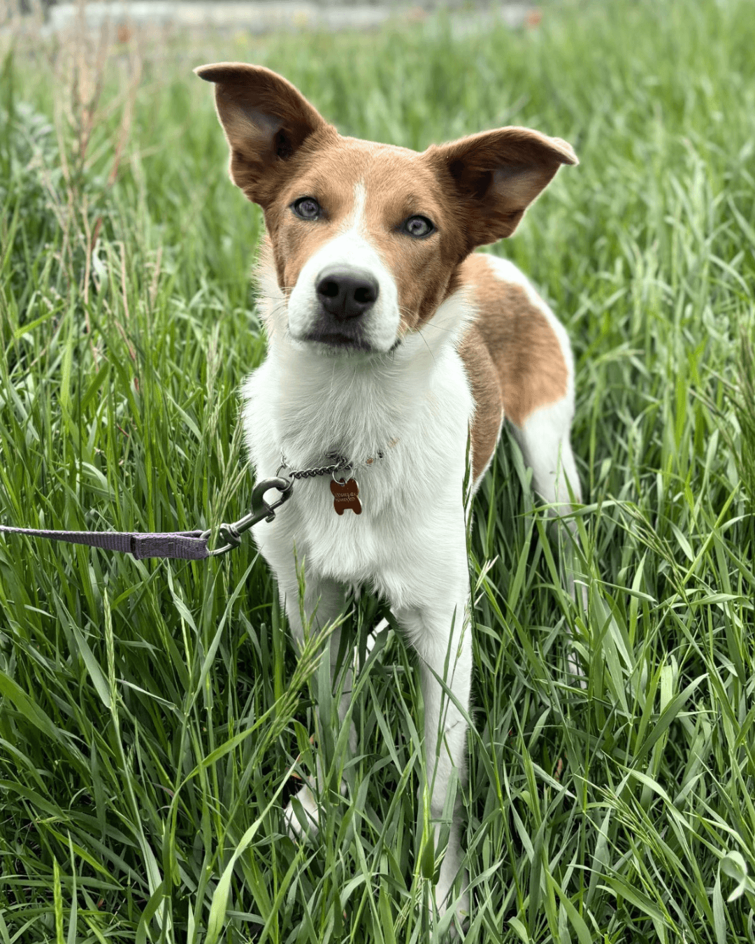 Neesa - Mixed available for adoption at Cochrane Humane Society in Calgary