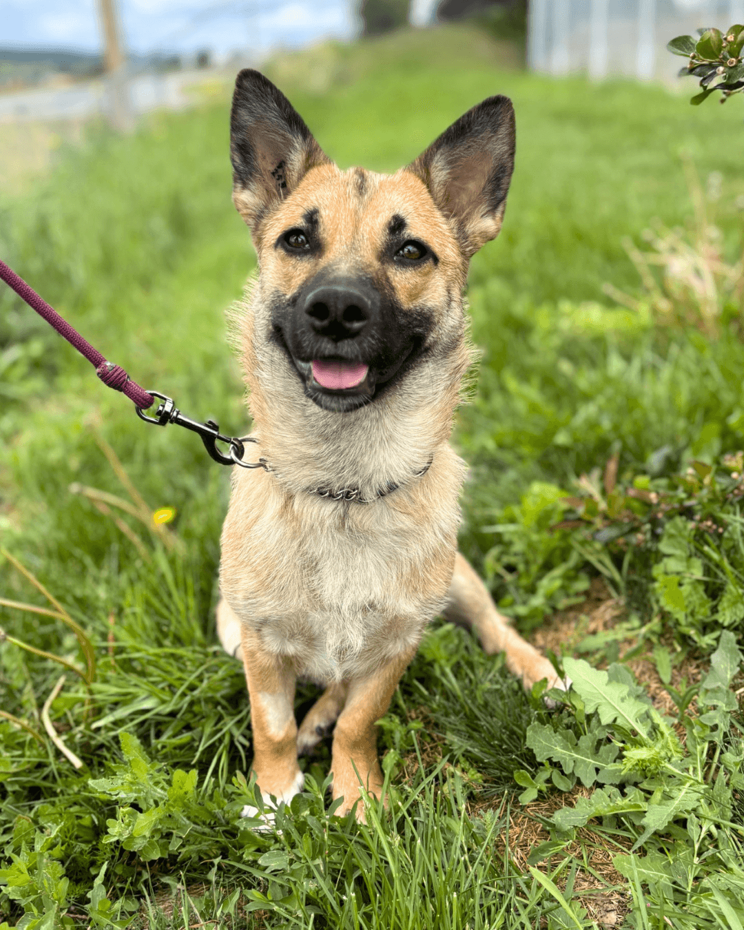 Tova - Mixed available for adoption at Cochrane Humane Society in Calgary