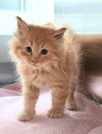 Puff - Domestic Longhair cat available for adoption at Cochrane Humane Society in Calgary