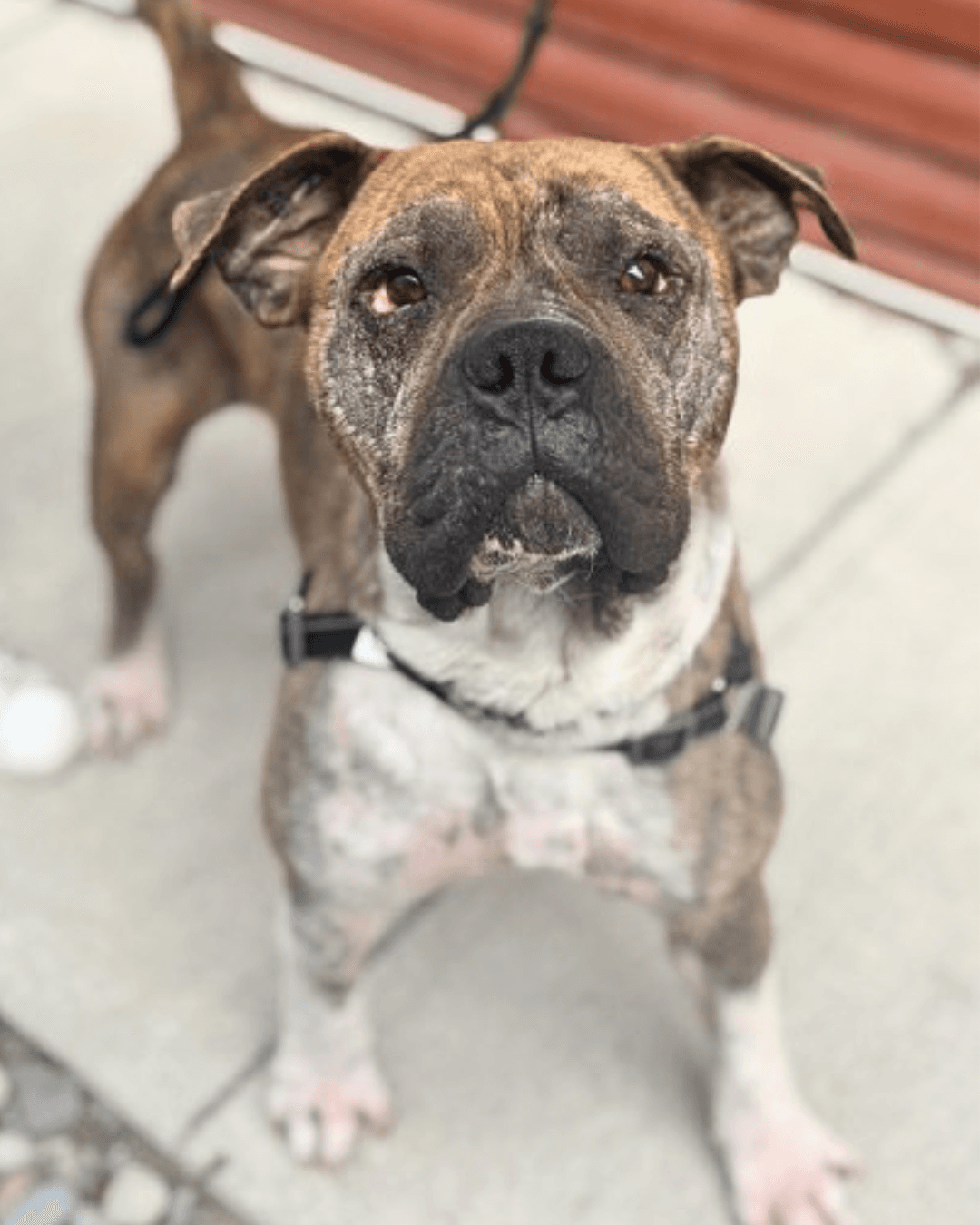 Hector - Mixed available for adoption