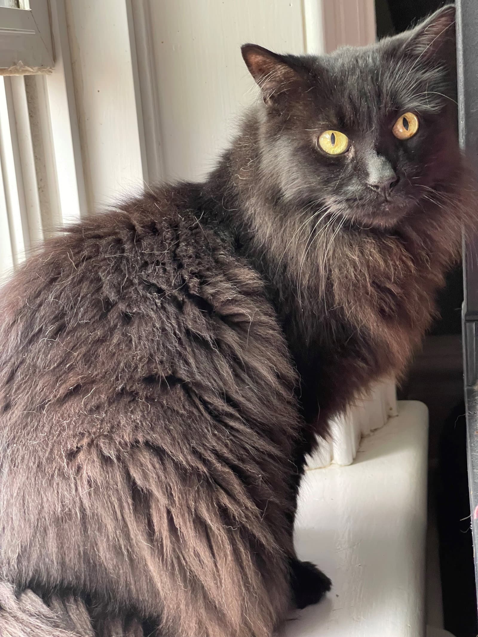 Rod - Domestic Long Hair cat available for adoption at North Toronto Cat Rescue in Ontario