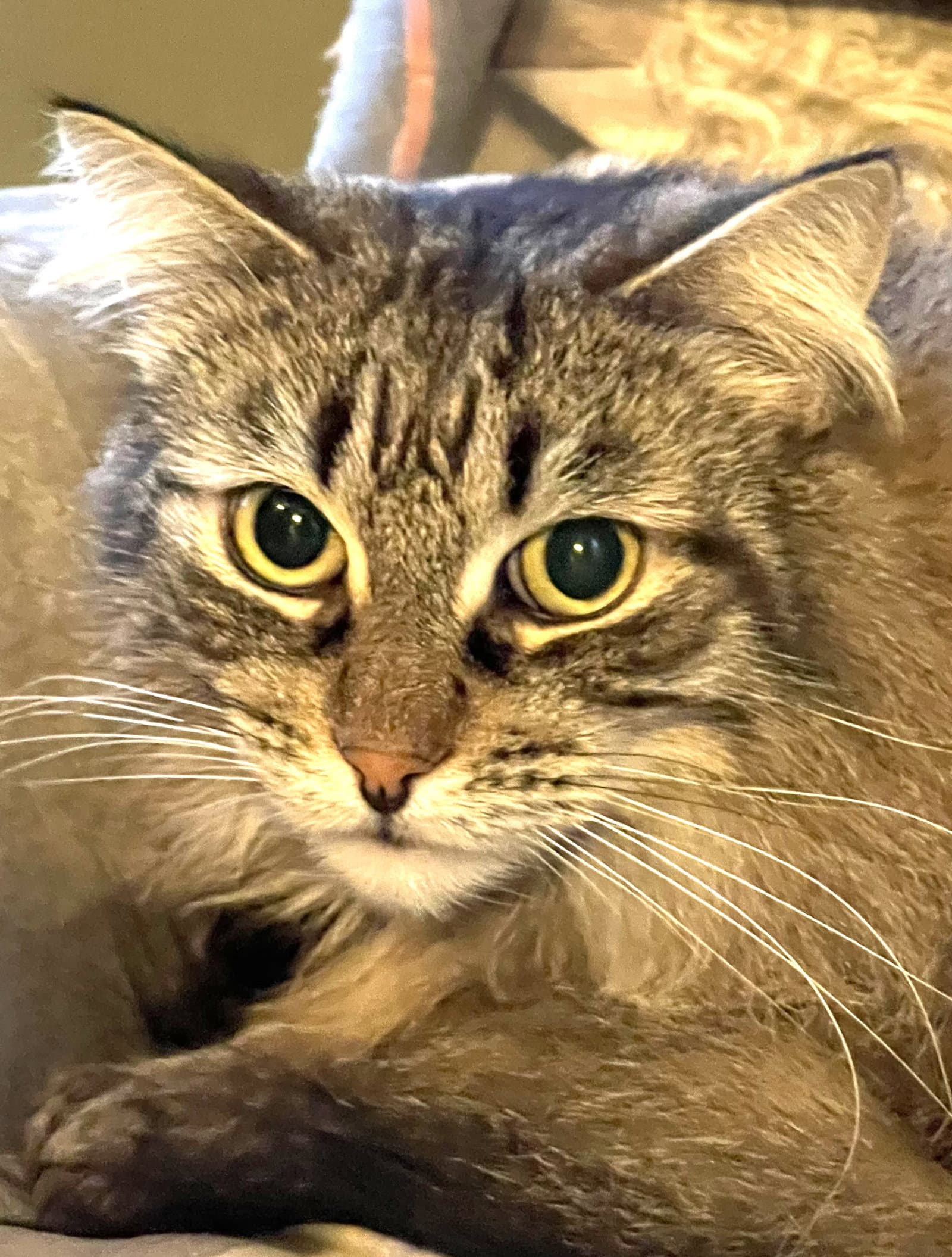 Casey - Domestic Long Hair cat available for adoption at North Toronto Cat Rescue in Ontario