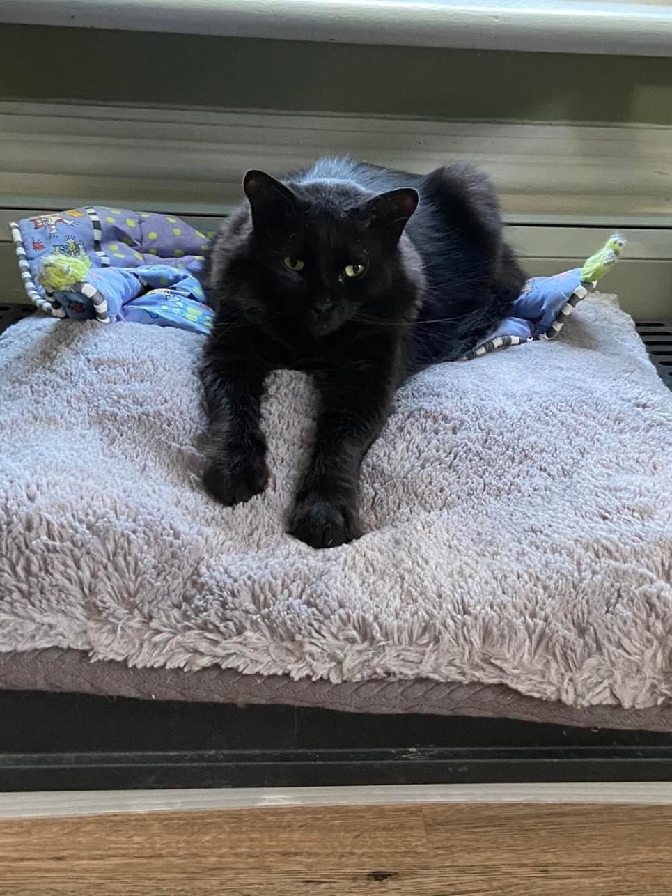 Valentino - Domestic Long Hair cat available for adoption in Calgary