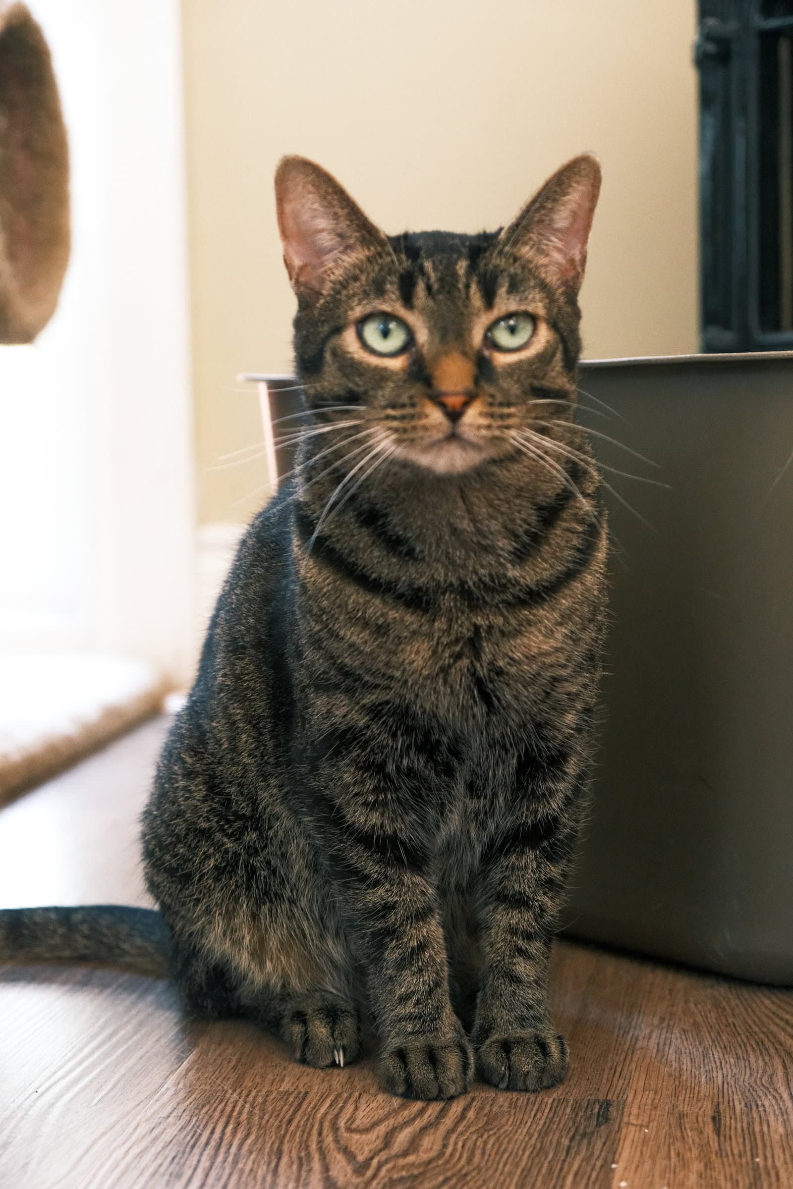 Misty - Domestic Short Hair cat available for adoption at North Toronto Cat Rescue in Ontario