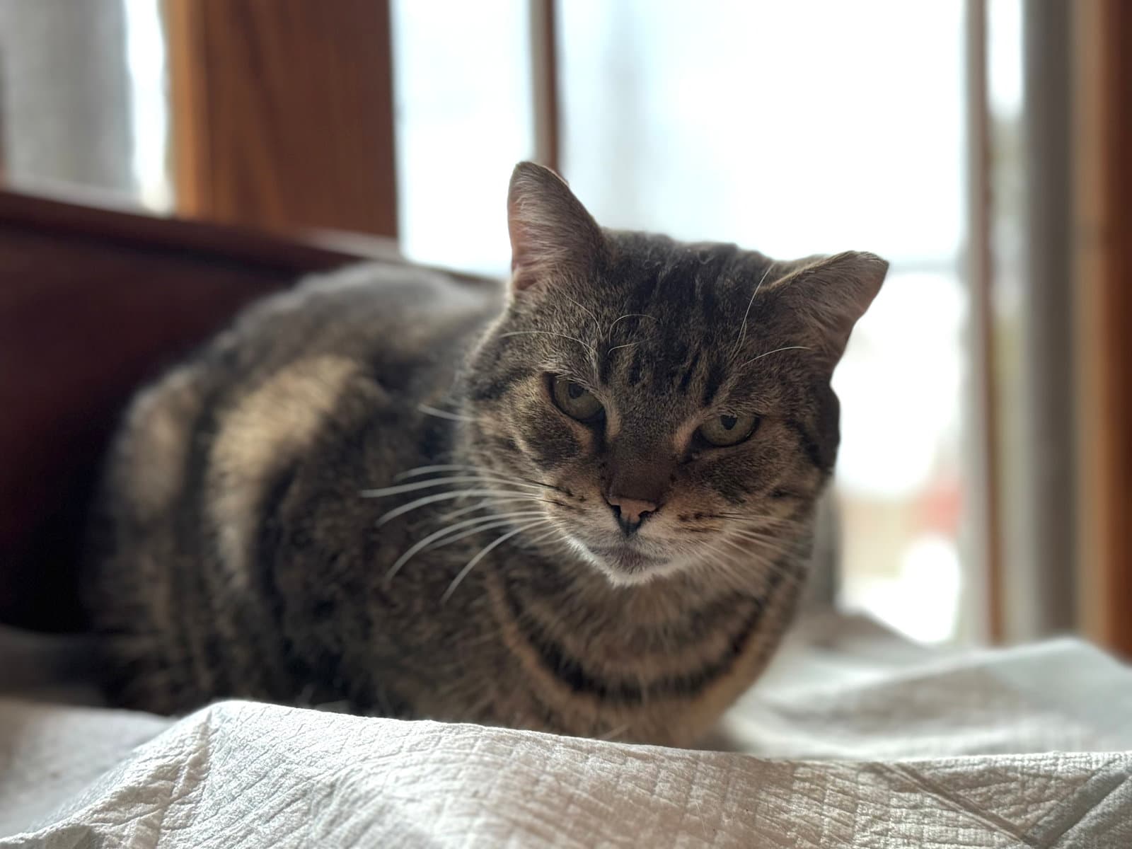 Frankie Sponsored by Adrian - Domestic Short Hair cat available for adoption at North Toronto Cat Rescue in Ontario