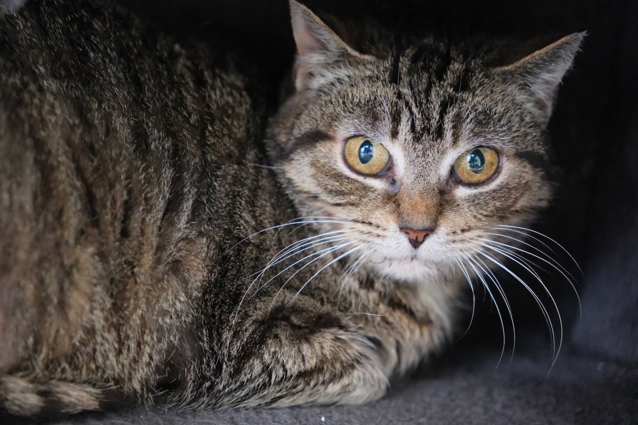 Missy - Domestic Short Hair cat available for adoption at North Toronto Cat Rescue in Ontario
