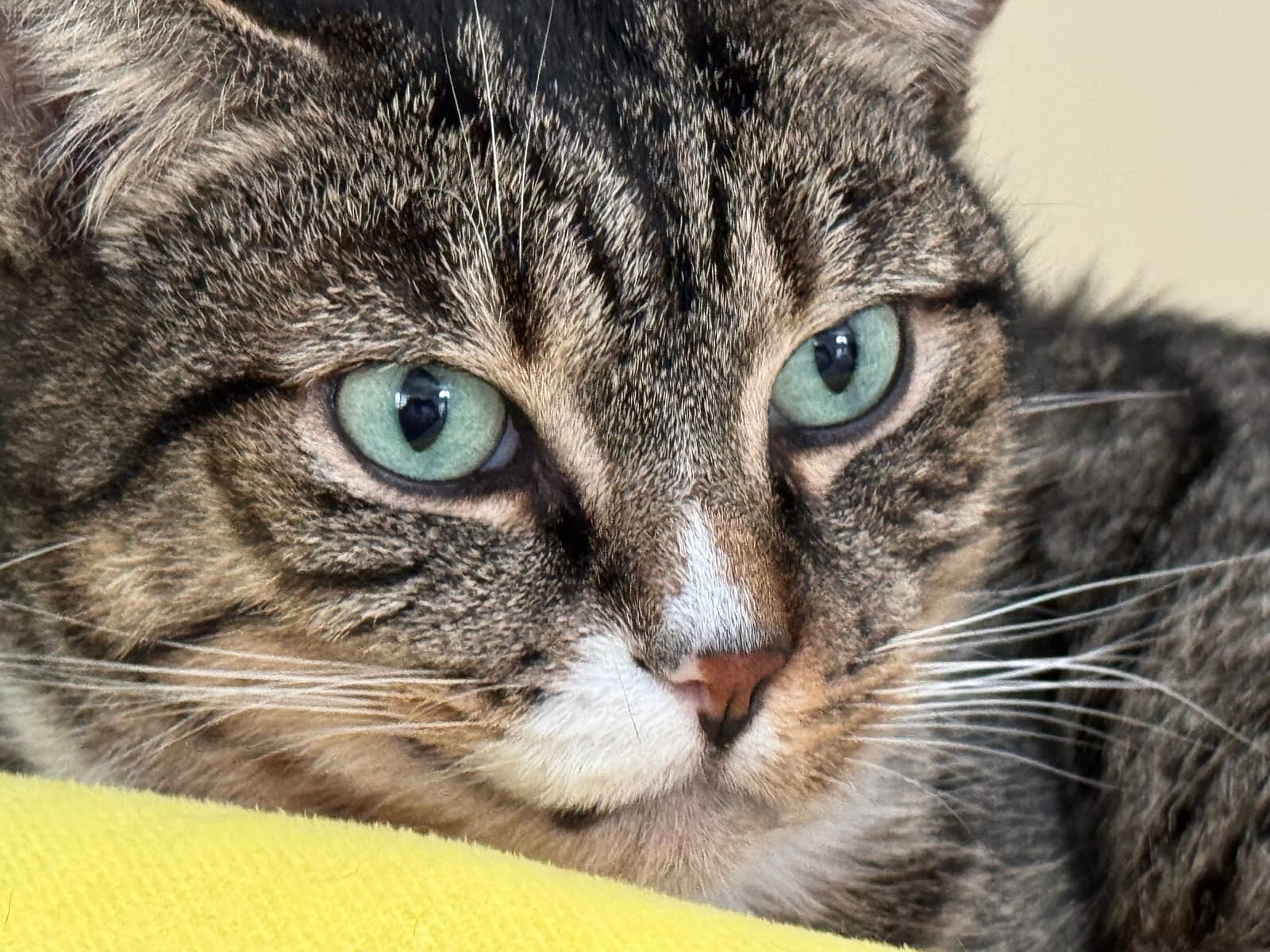 Jerry - Domestic Short Hair cat available for adoption at North Toronto Cat Rescue in Ontario