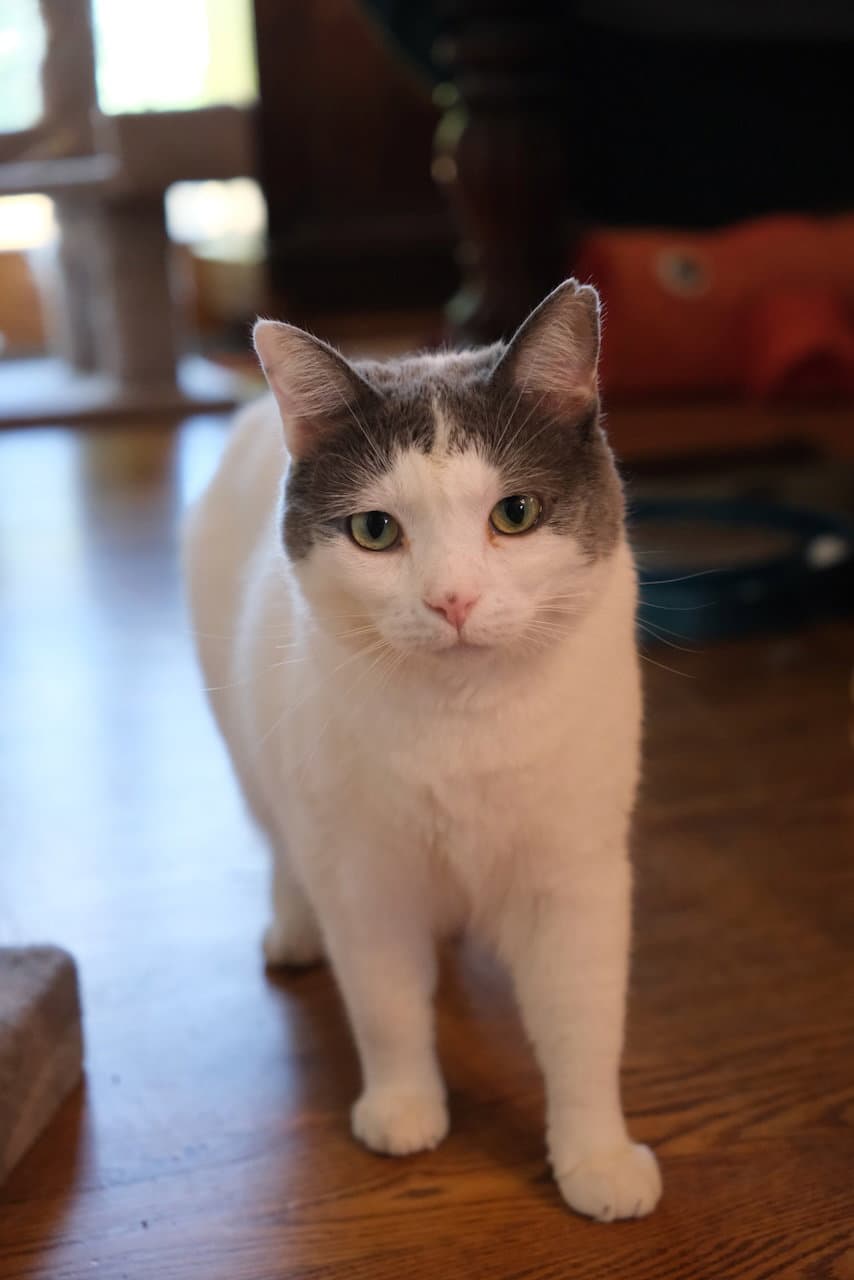 Willow - Domestic Short Hair cat available for adoption in Calgary