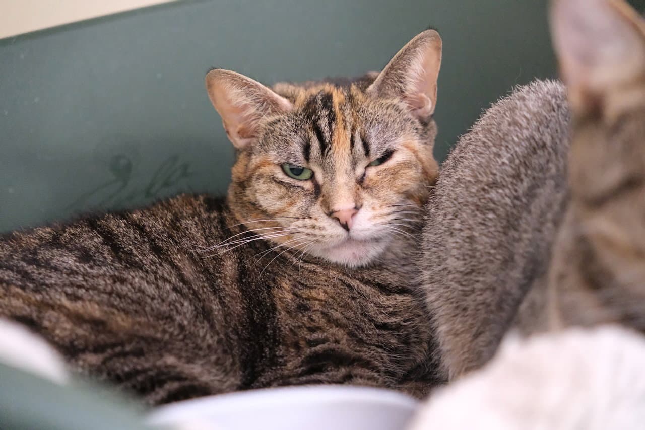 Taffy - - Domestic Short Hair cat available for adoption in Calgary