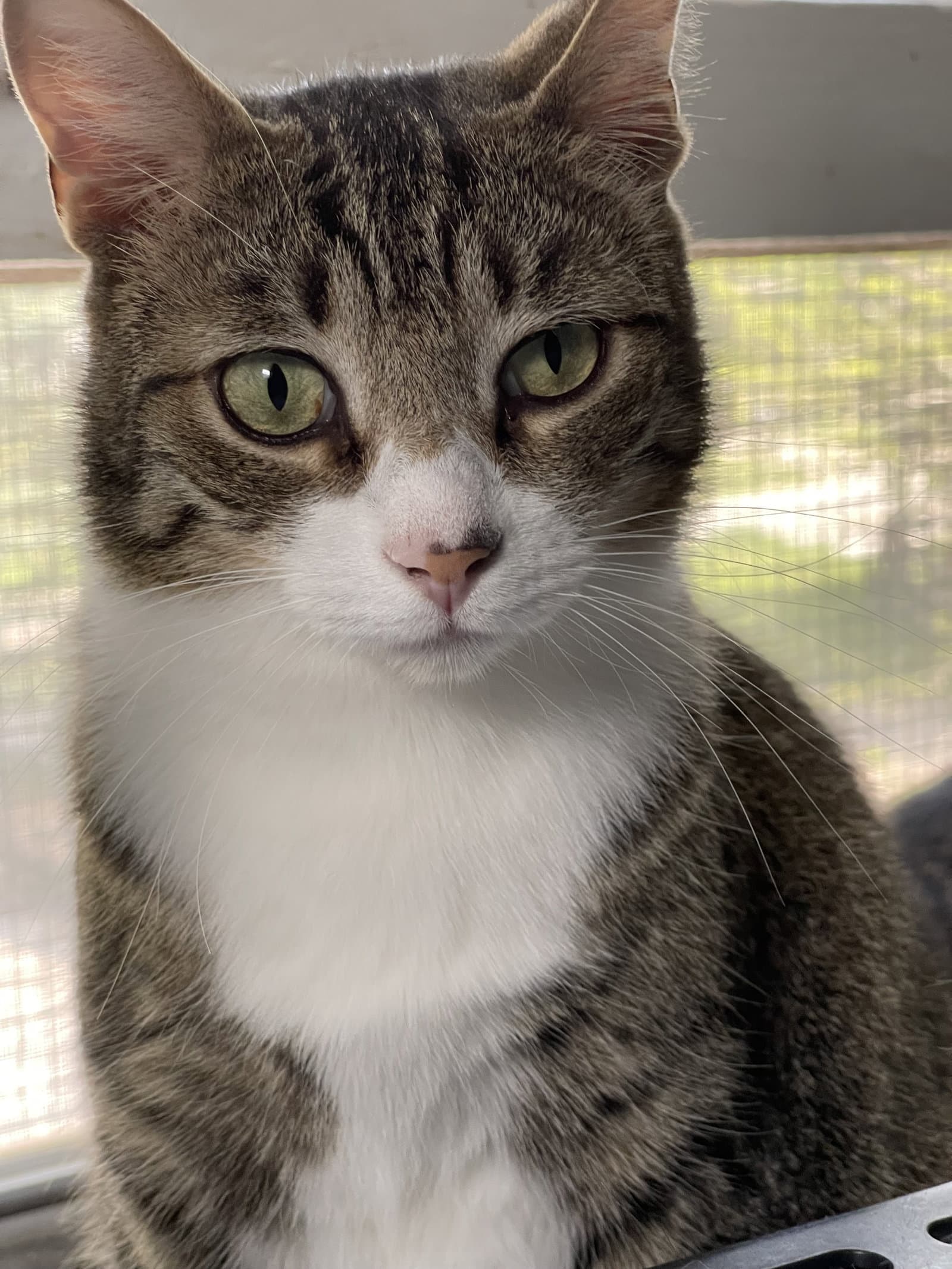Theodore - Domestic Short Hair / Tabby cat available for adoption in Calgary