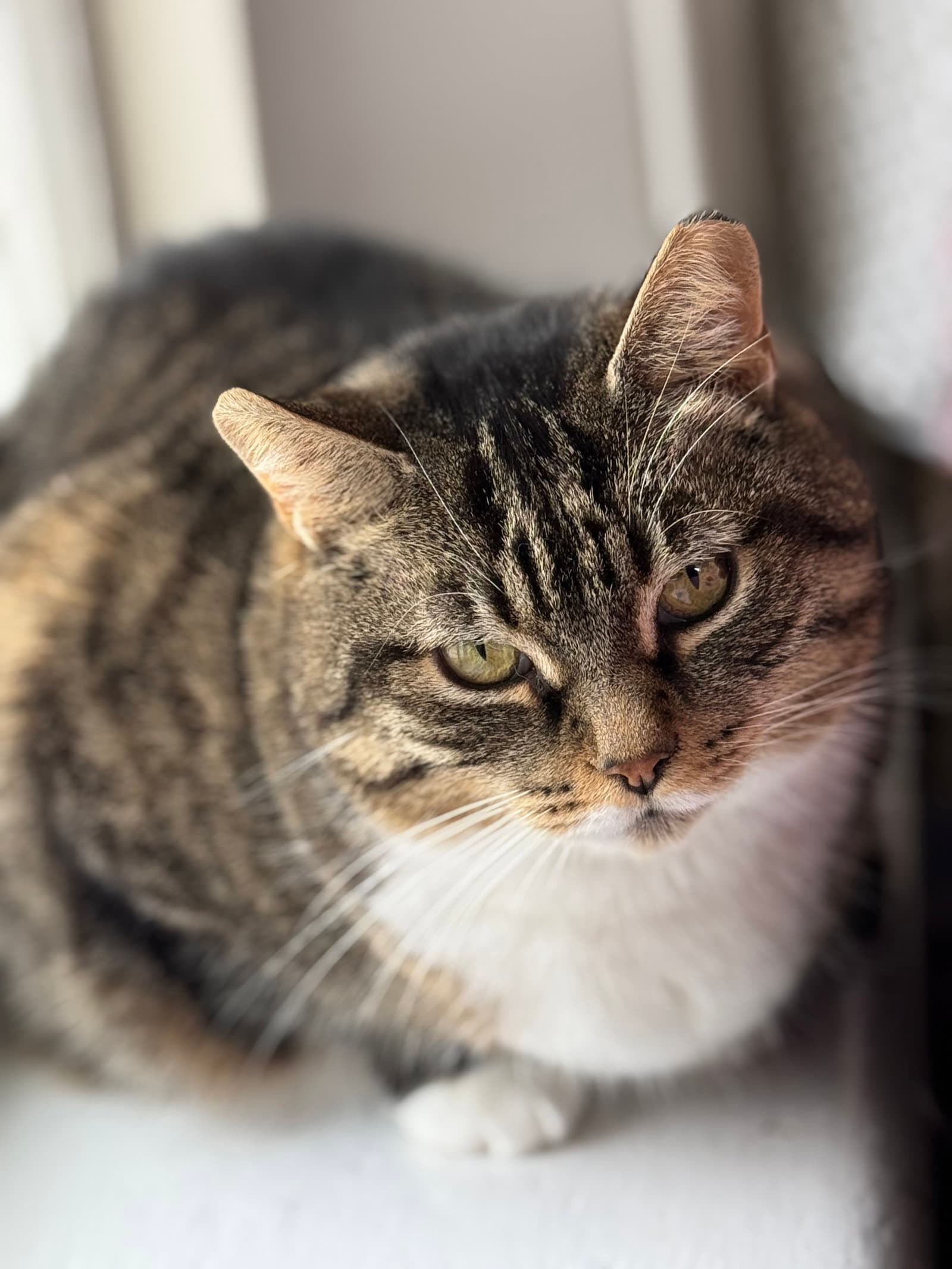 Louise - Domestic Short Hair / Tabby cat available for adoption at North Toronto Cat Rescue in Ontario