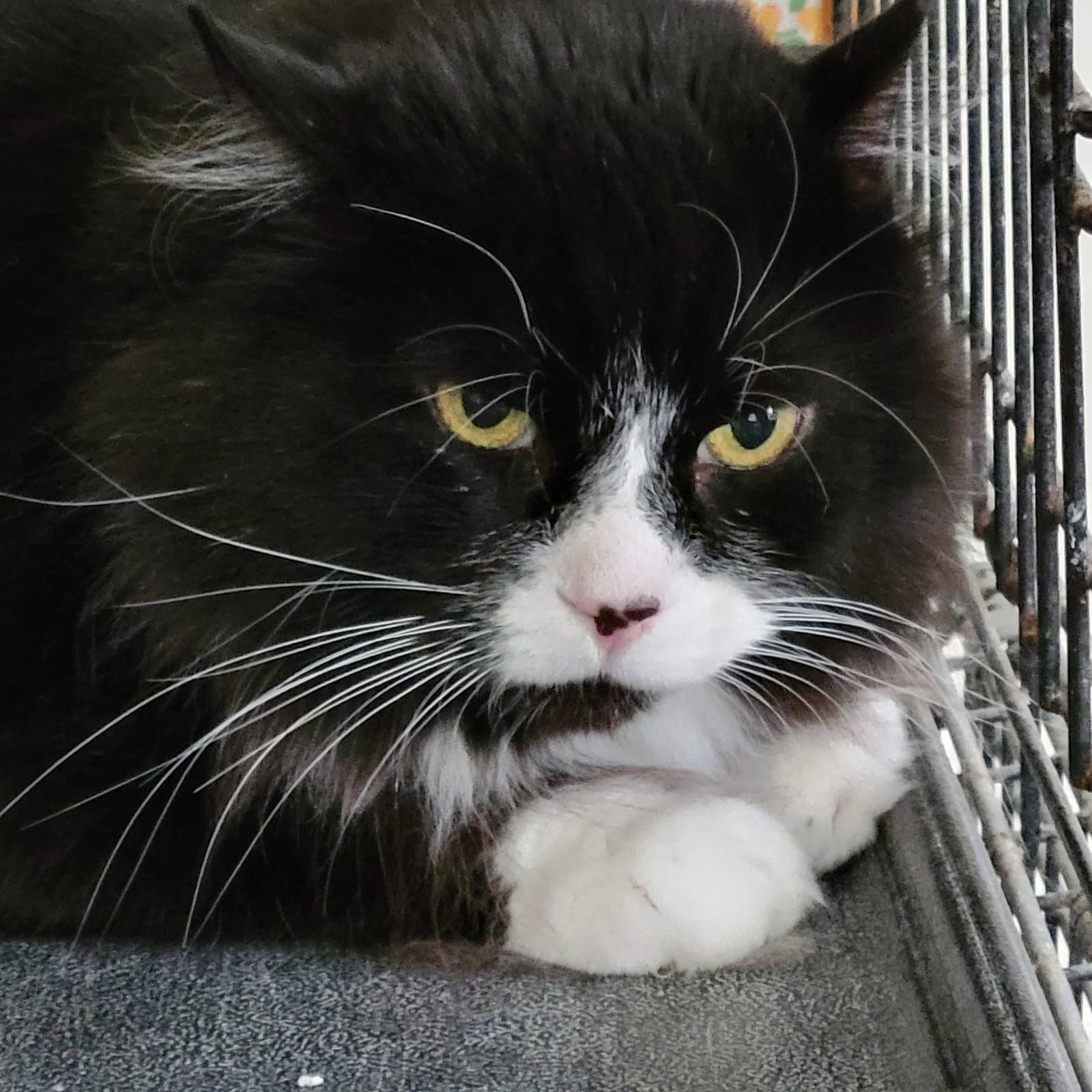 Sylvester - Domestic Long Hair cat available for adoption at North Toronto Cat Rescue in Ontario