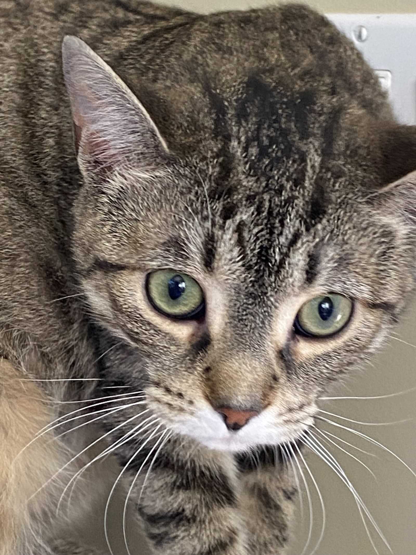 Pepper - Domestic Short Hair cat available for adoption at North Toronto Cat Rescue in Ontario
