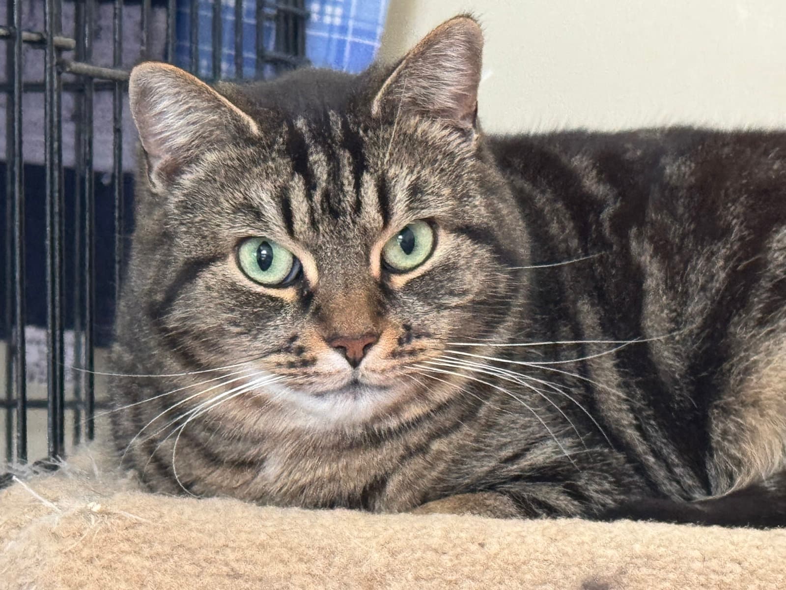 Libby - Domestic Short Hair cat available for adoption at North Toronto Cat Rescue in Ontario