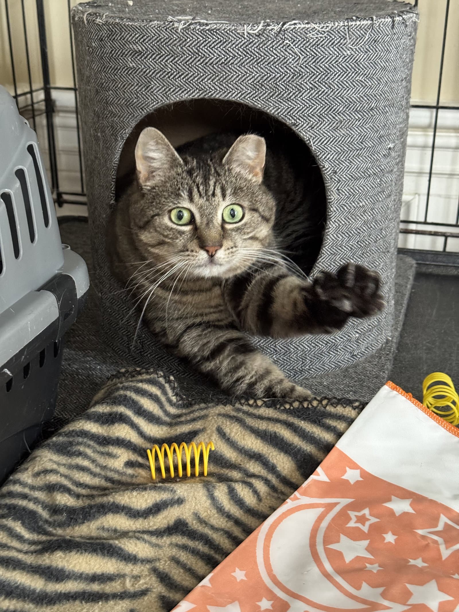Mindy - Domestic Short Hair cat available for adoption at North Toronto Cat Rescue in Ontario