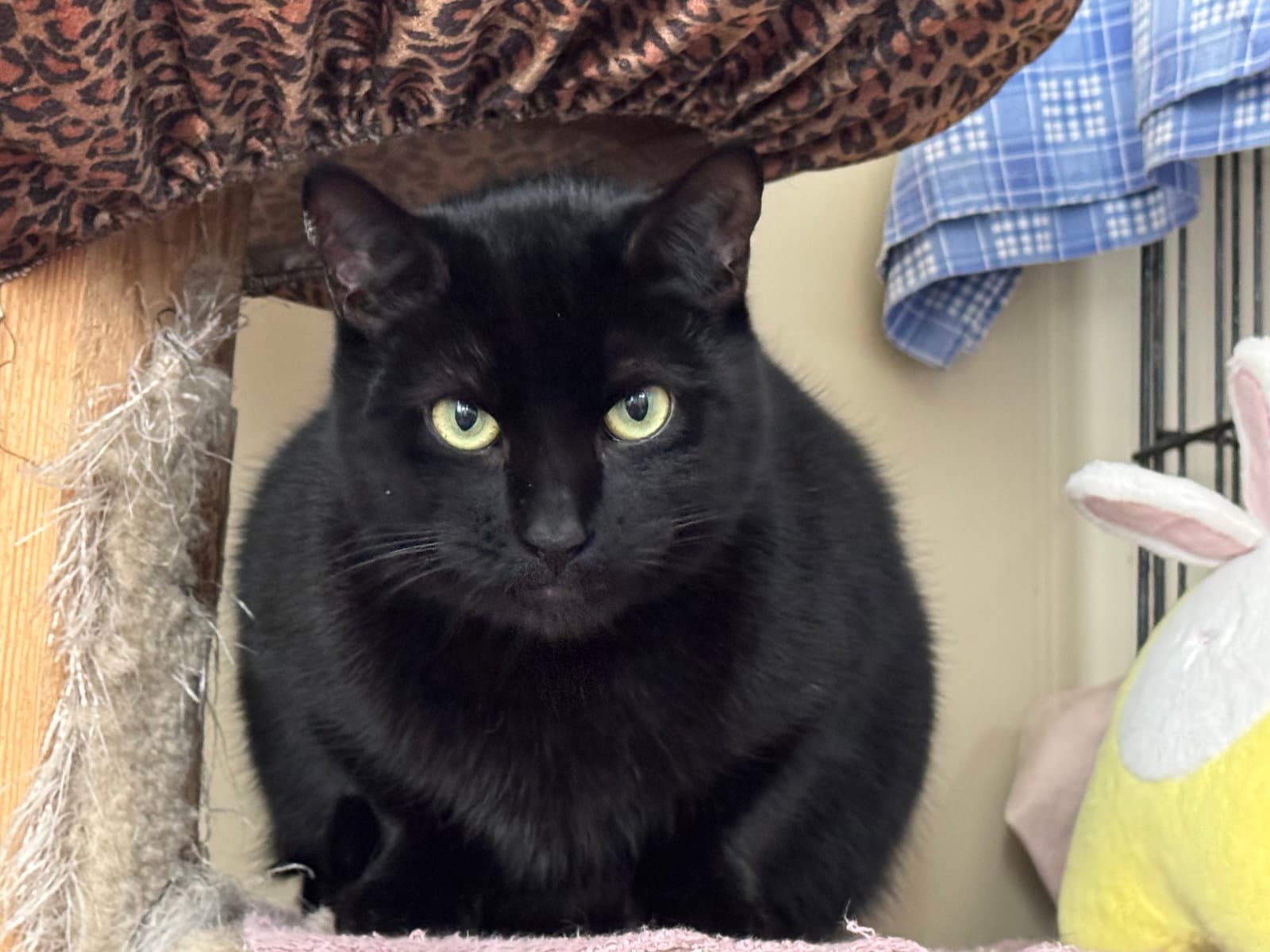 Inky - Domestic Short Hair cat available for adoption at North Toronto Cat Rescue in Ontario