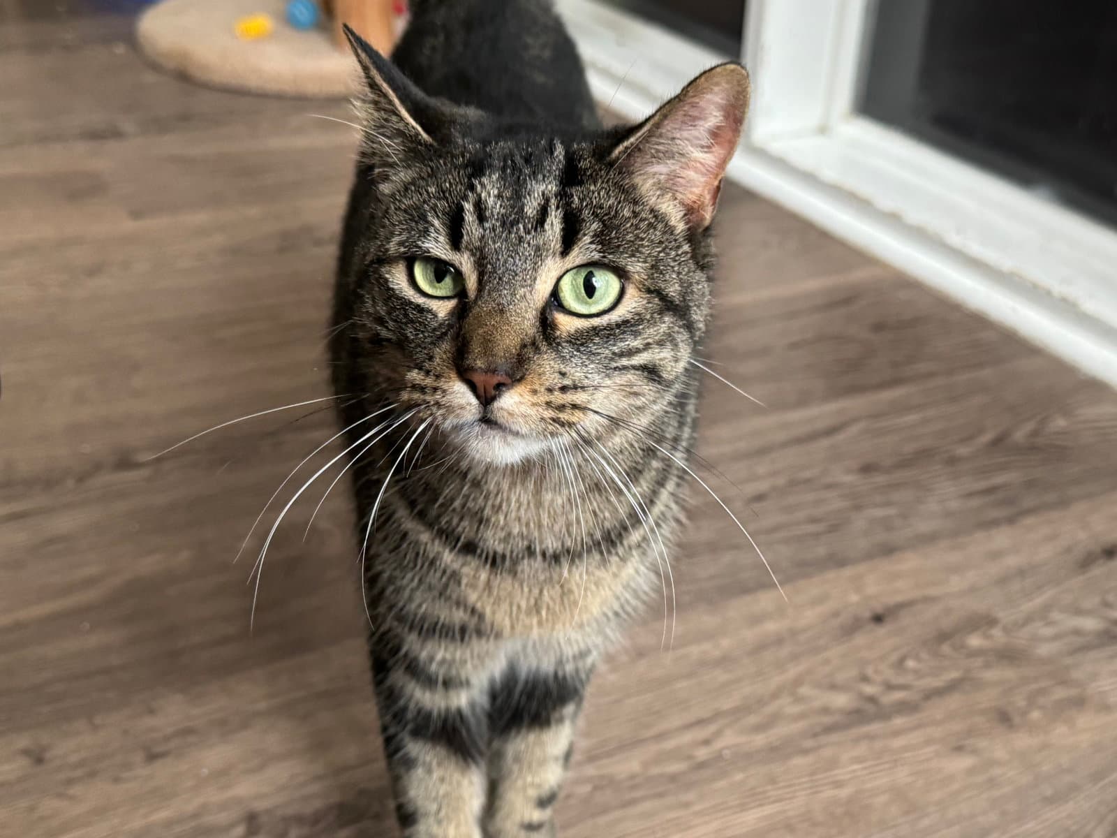 Moxie - Domestic Short Hair cat available for adoption at North Toronto Cat Rescue in Ontario