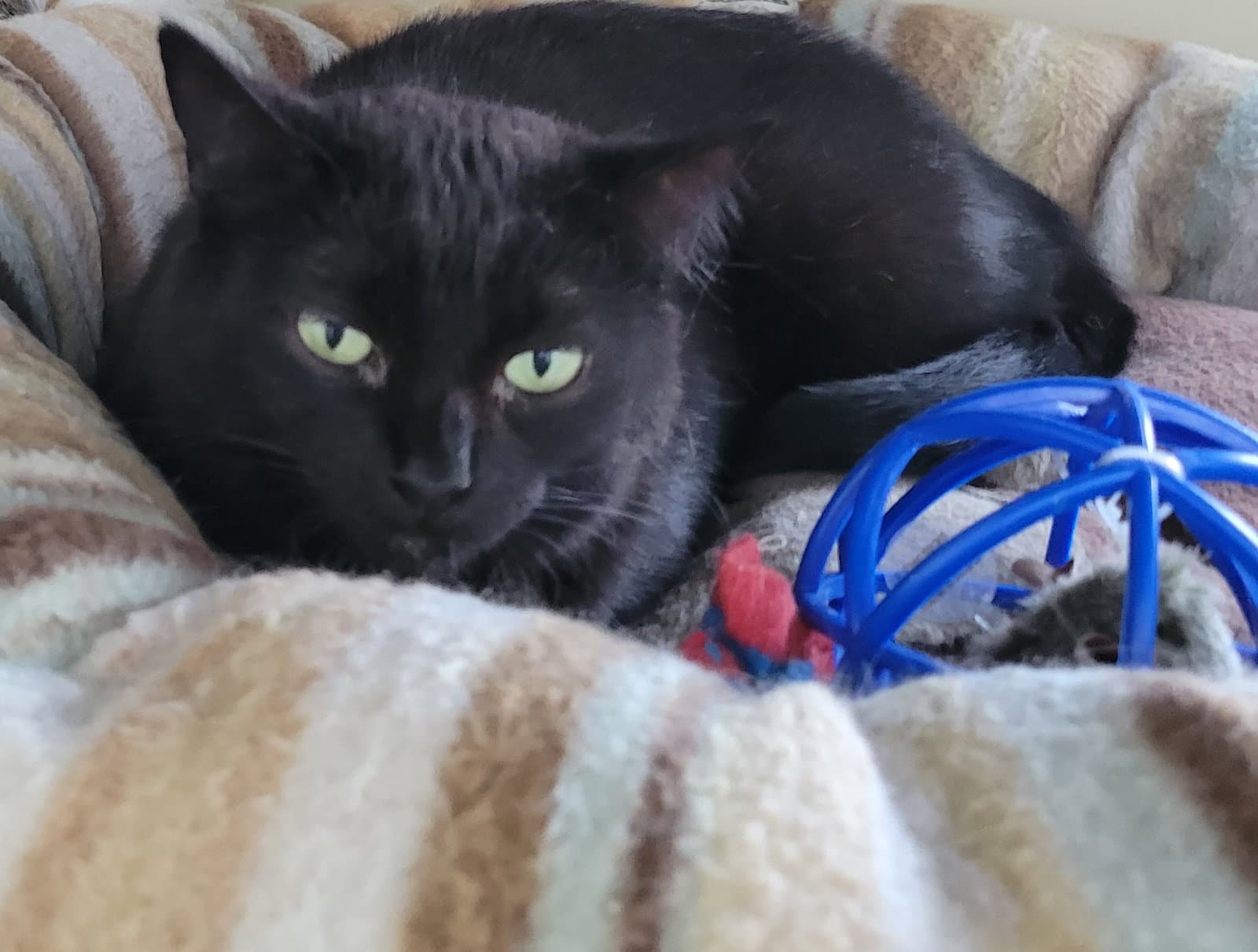 Midnight - Domestic Short Hair cat available for adoption at North Toronto Cat Rescue in Ontario