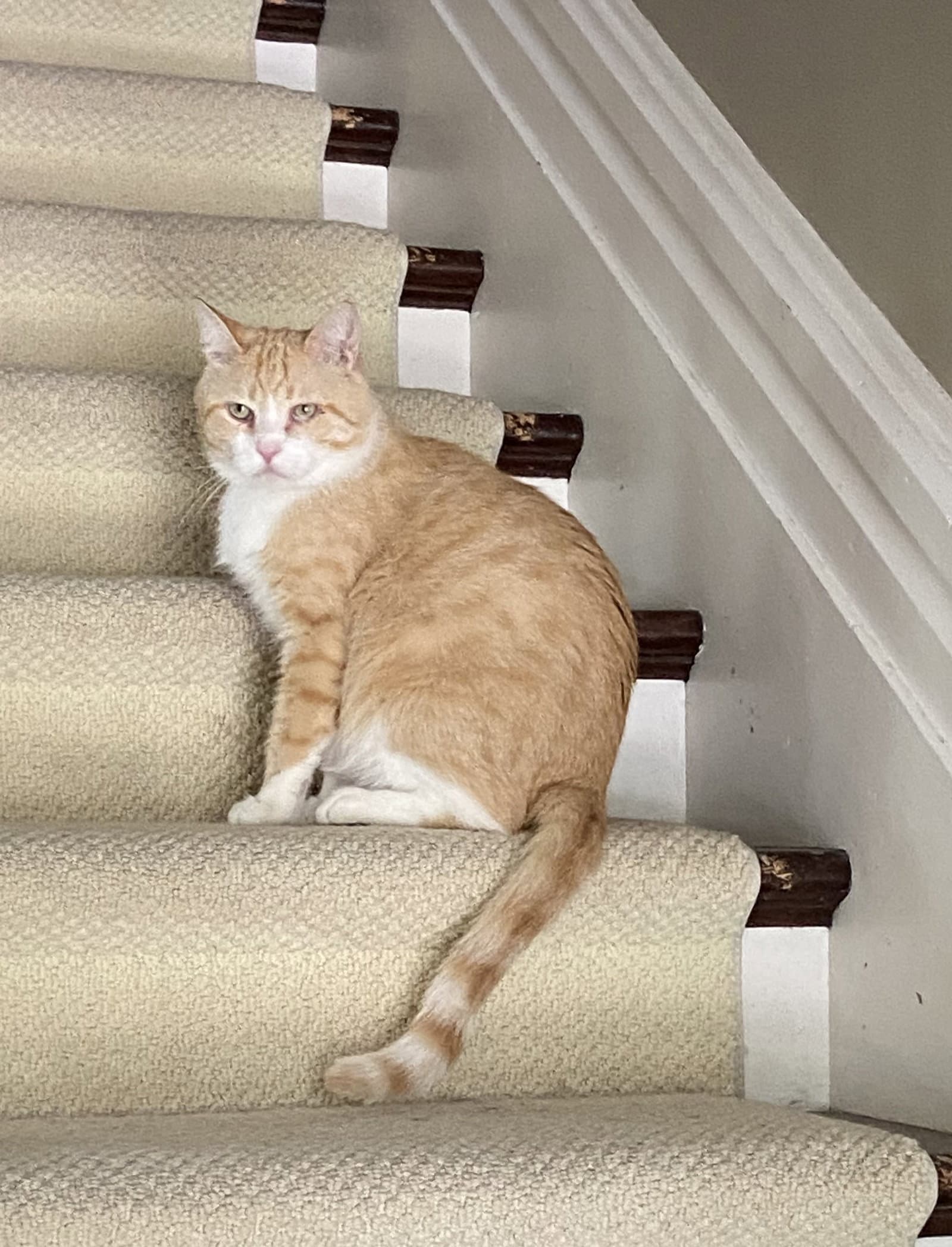 Clancy - Domestic Short Hair cat available for adoption at North Toronto Cat Rescue in Ontario