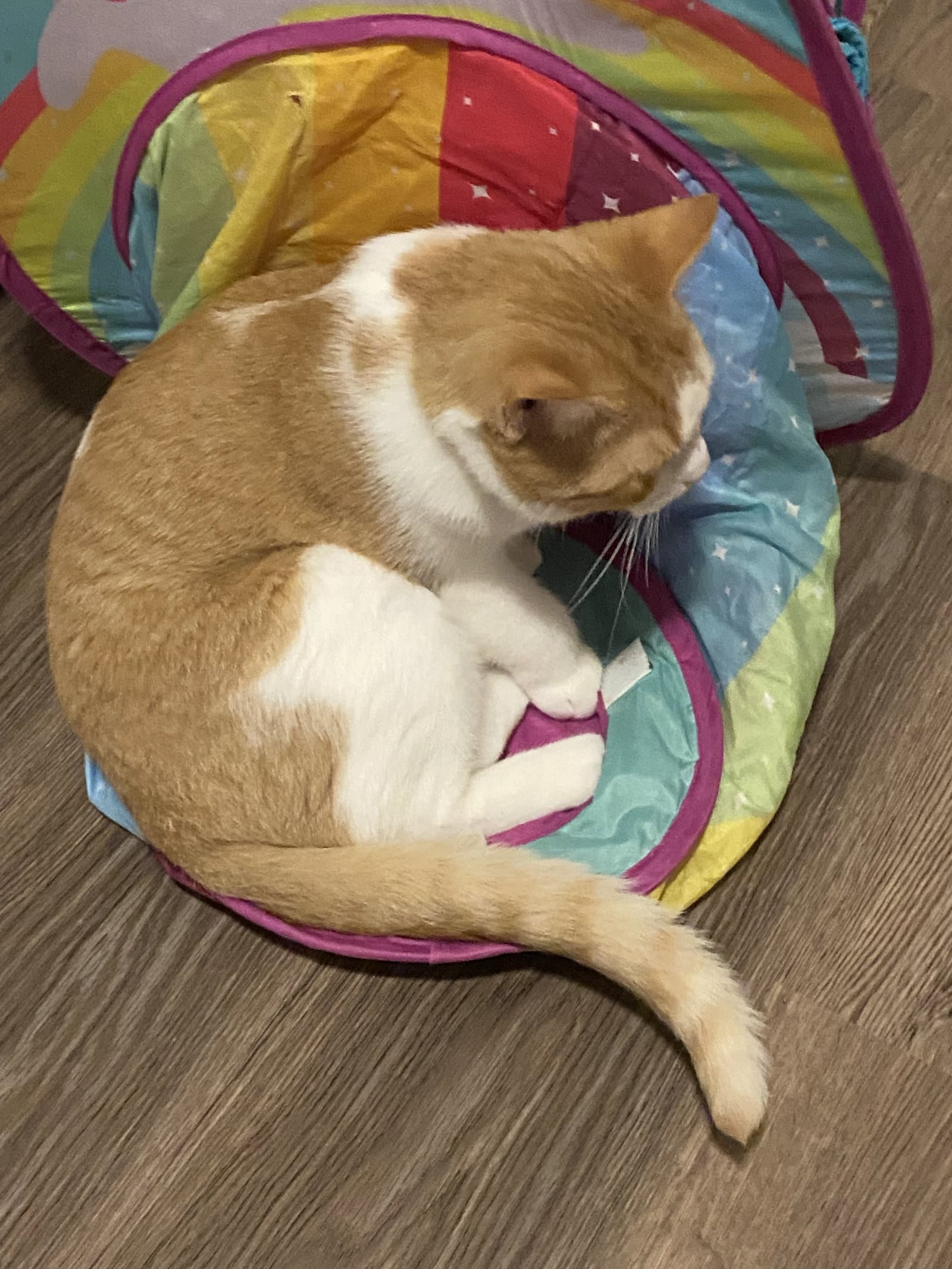 Tucker - Domestic Short Hair cat available for adoption at North Toronto Cat Rescue in Ontario