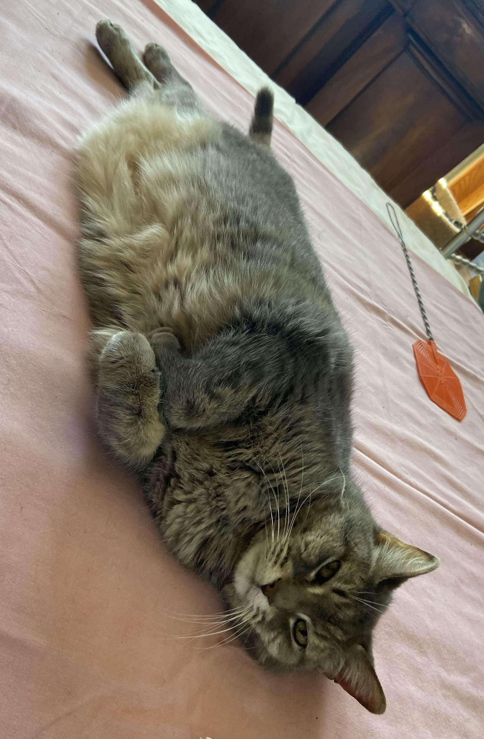 Gerti - Domestic Short Hair cat available for adoption at North Toronto Cat Rescue in Ontario