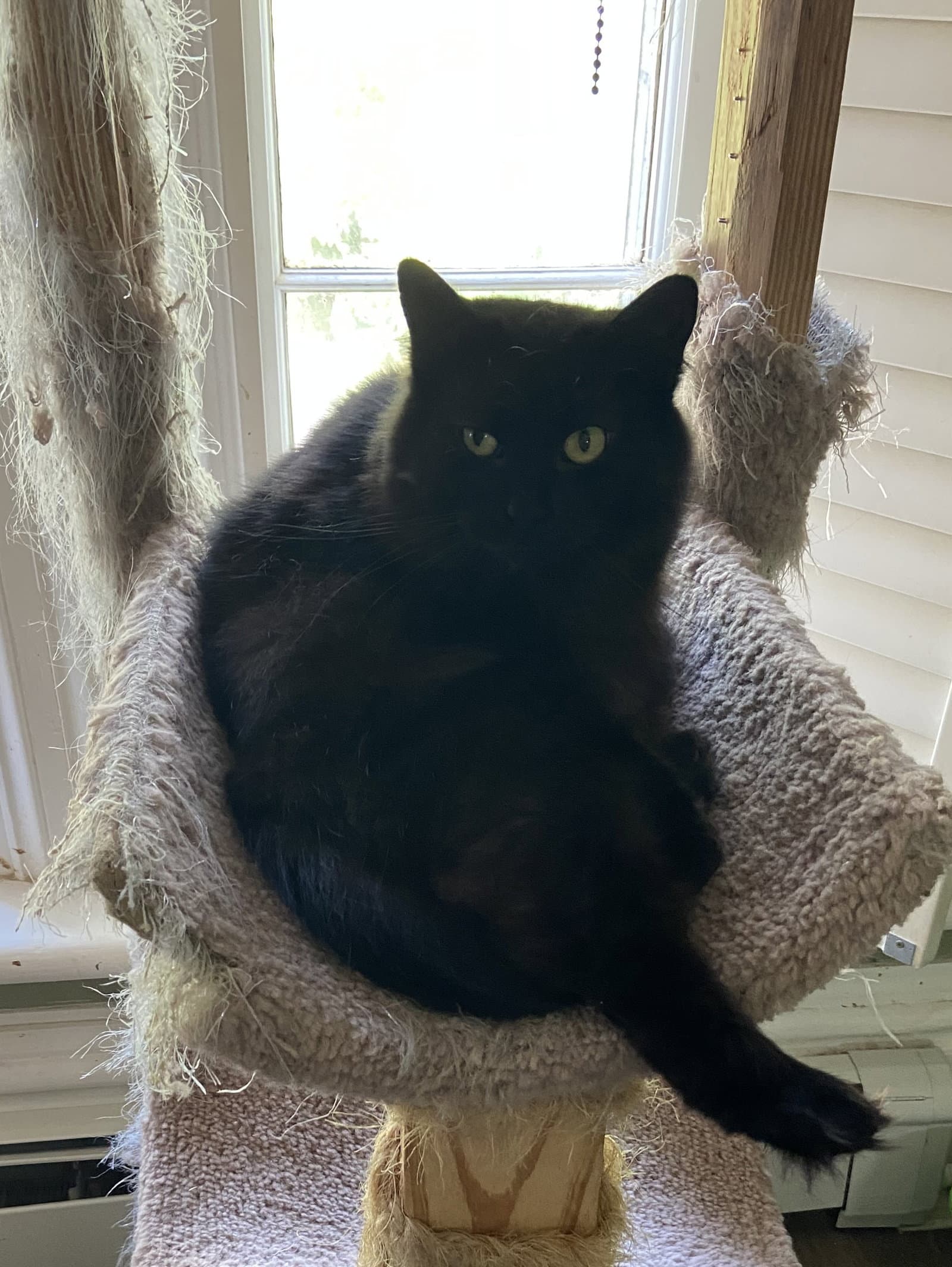 Raven - Domestic Short Hair cat available for adoption at North Toronto Cat Rescue in Ontario