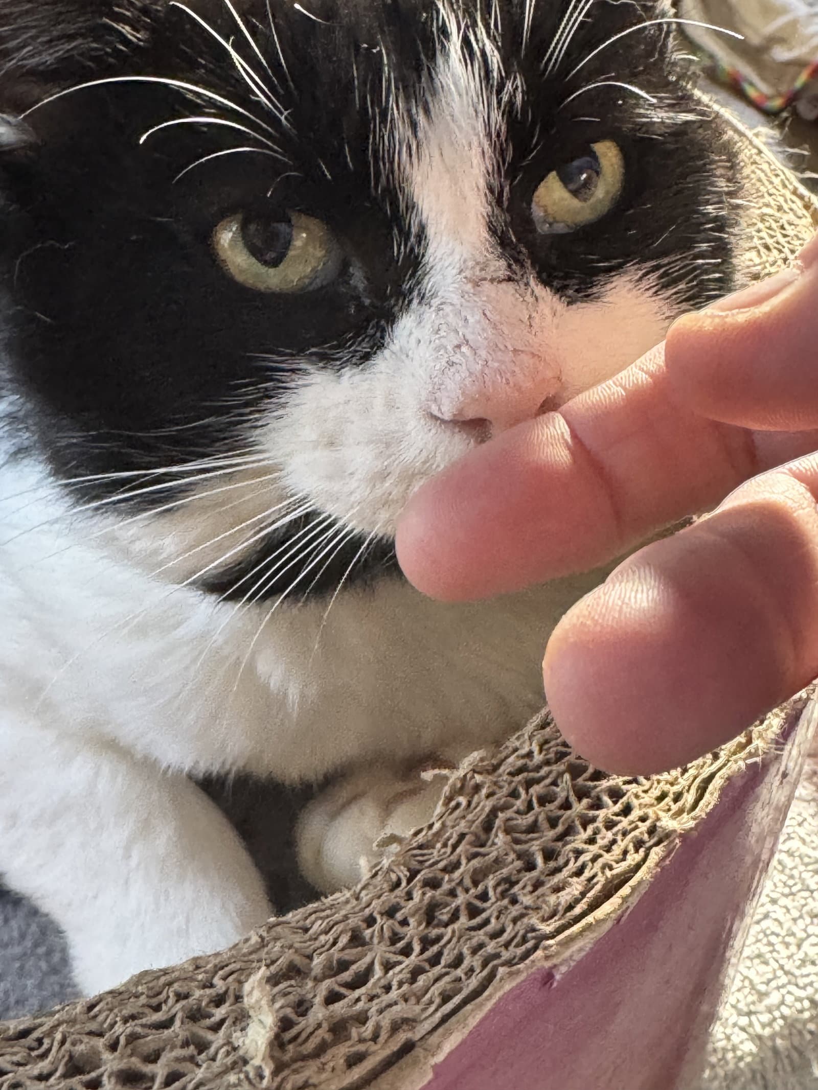 Ronaldo - Domestic Short Hair cat available for adoption at North Toronto Cat Rescue in Ontario