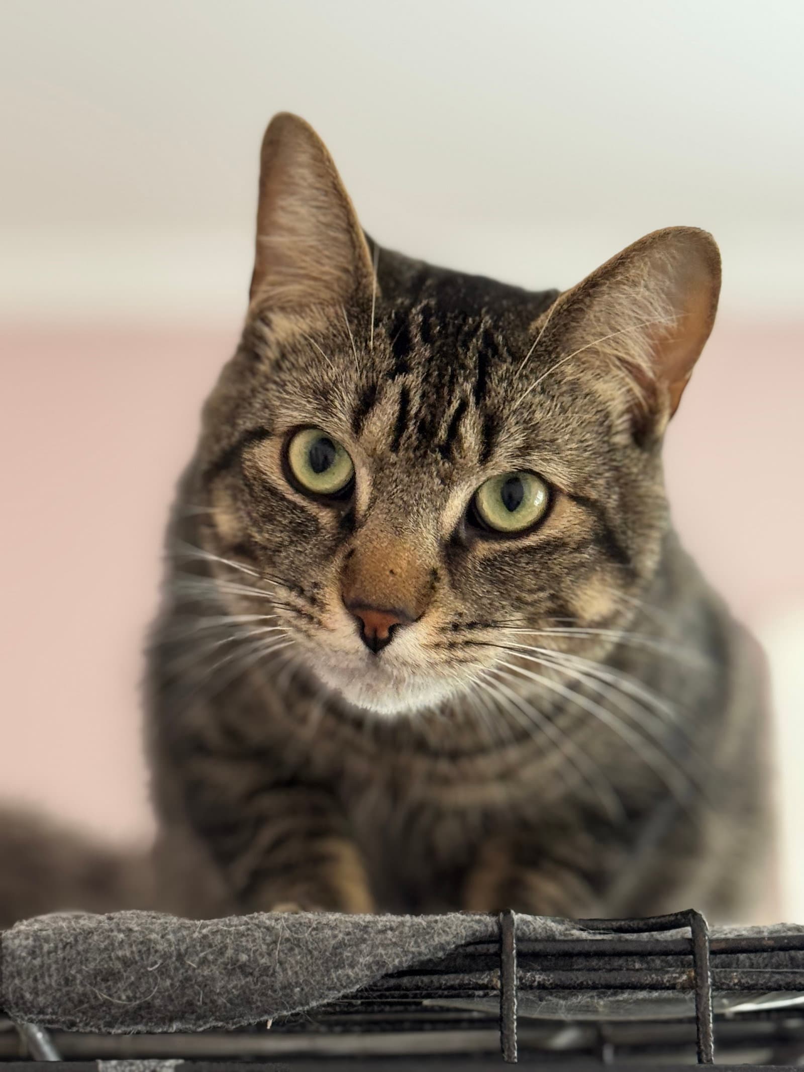 Marty - Domestic Short Hair cat available for adoption at North Toronto Cat Rescue in Ontario
