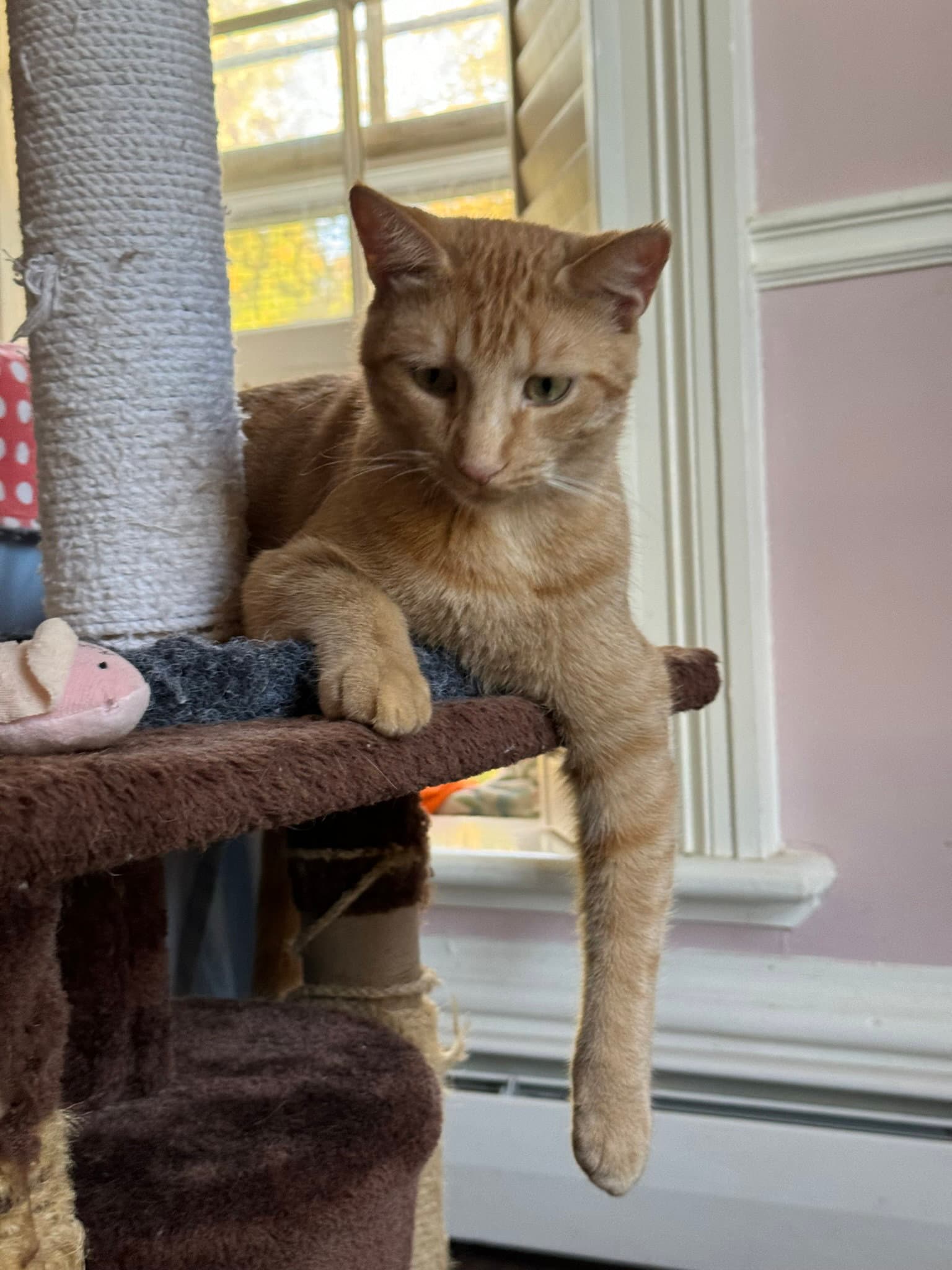 Jake - Domestic Short Hair cat available for adoption at North Toronto Cat Rescue in Ontario