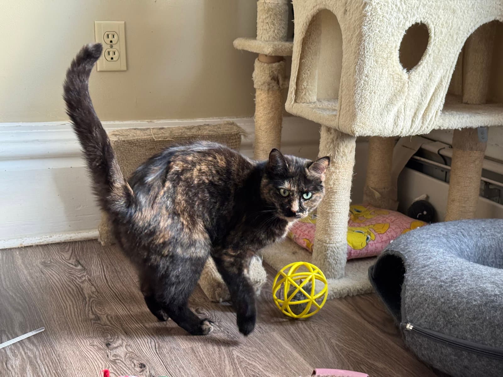 Miss Marbles - Domestic Short Hair cat available for adoption at North Toronto Cat Rescue in Ontario