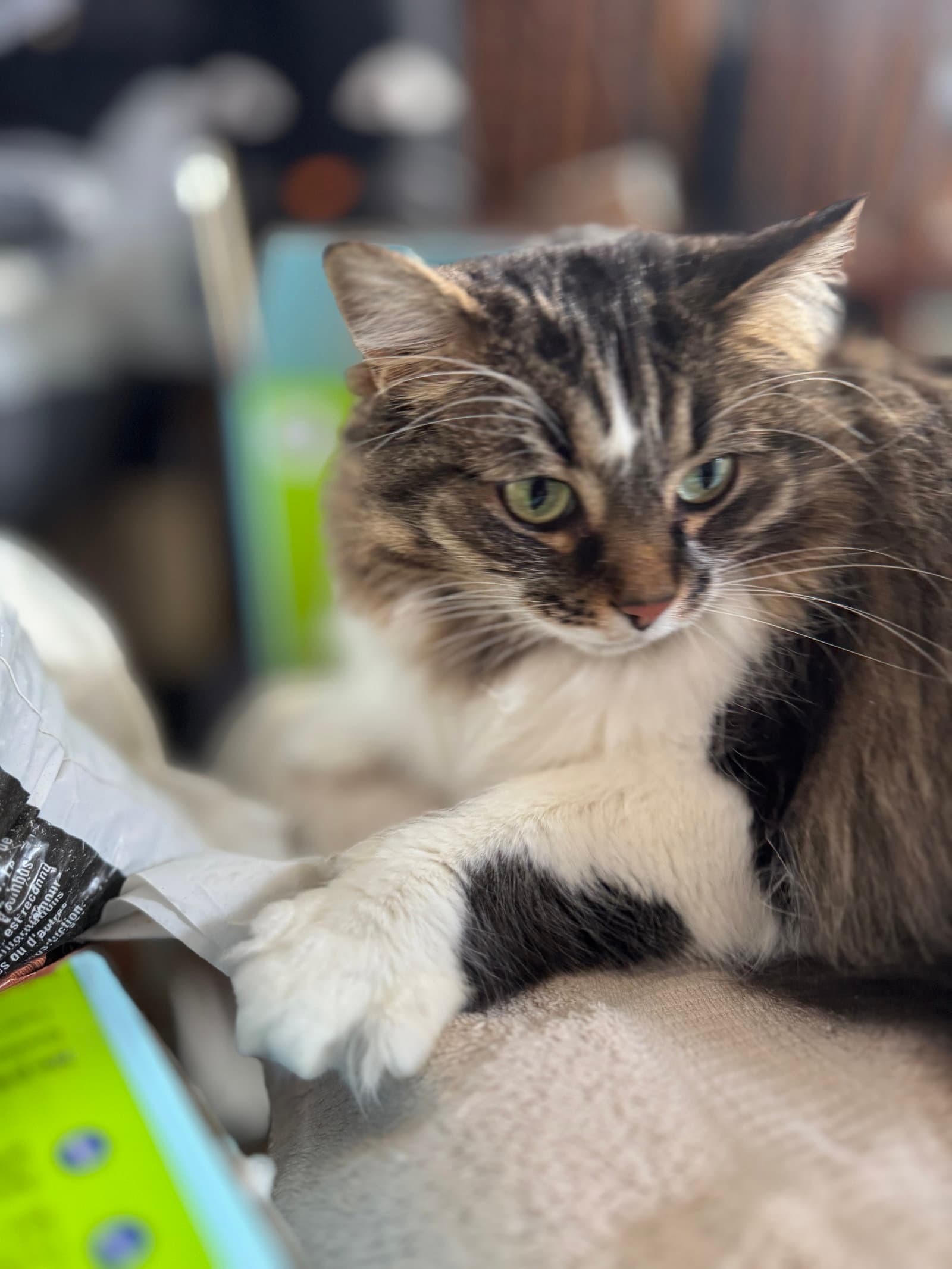 Zoey - Domestic Long Hair cat available for adoption in Calgary