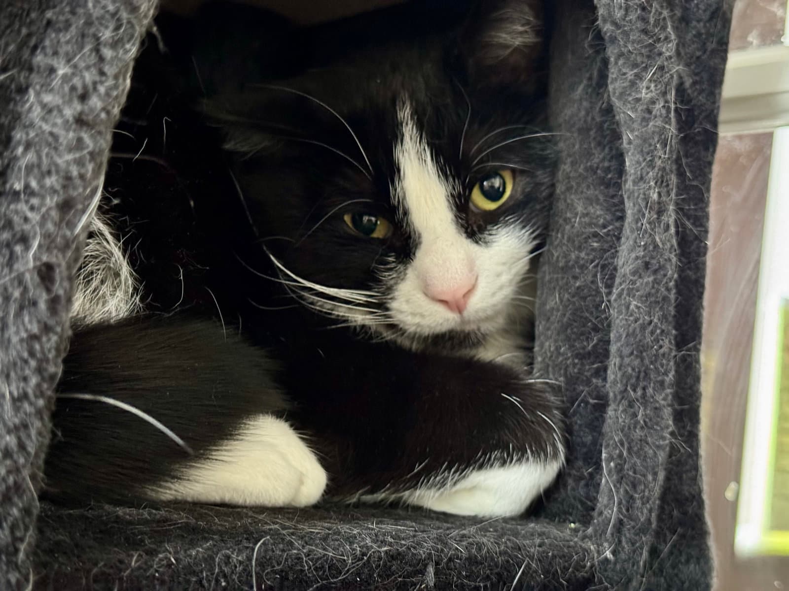 Earl - Domestic Short Hair cat available for adoption at North Toronto Cat Rescue in Ontario