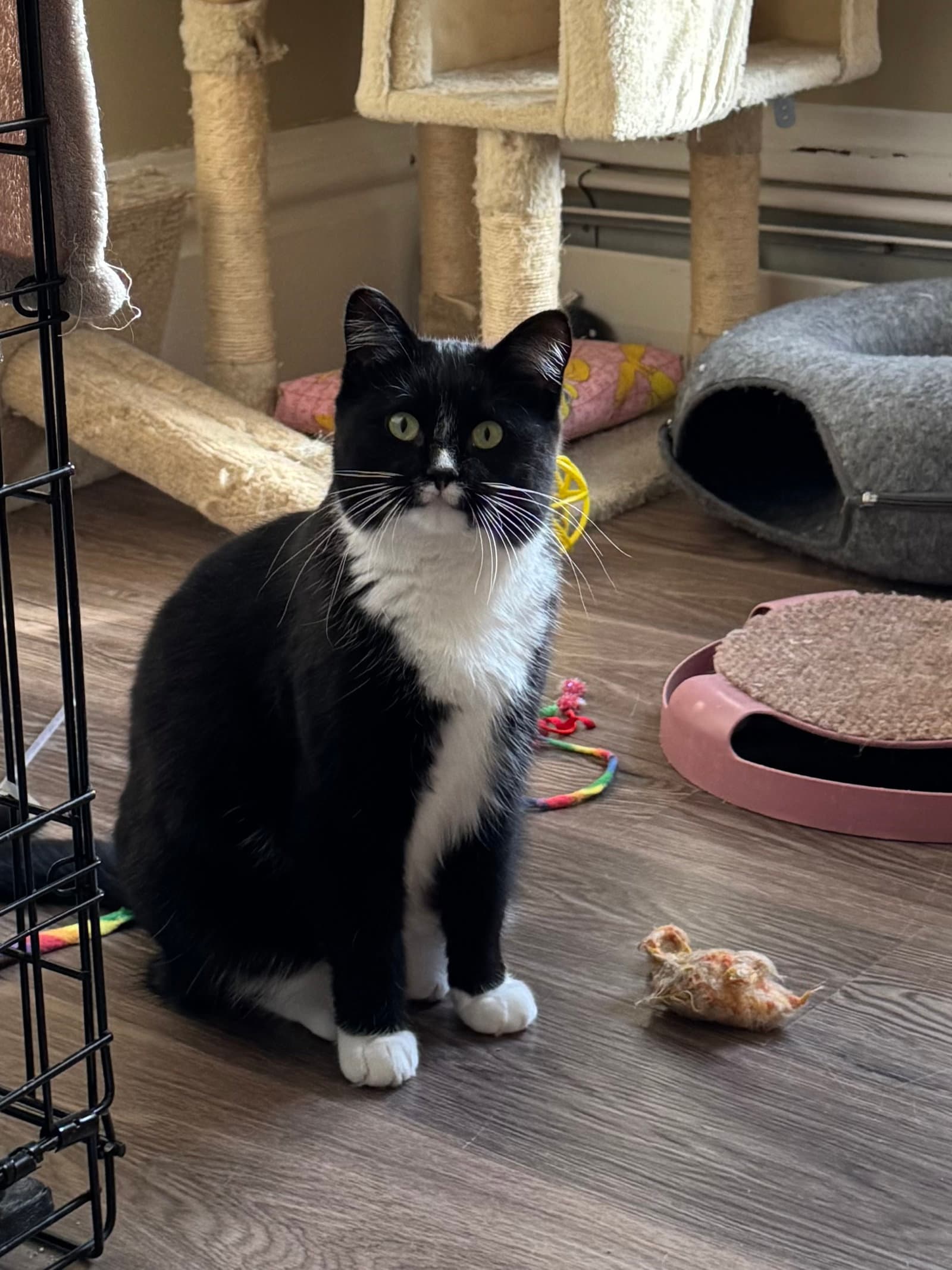 Shiloh - Domestic Short Hair cat available for adoption at North Toronto Cat Rescue in Ontario