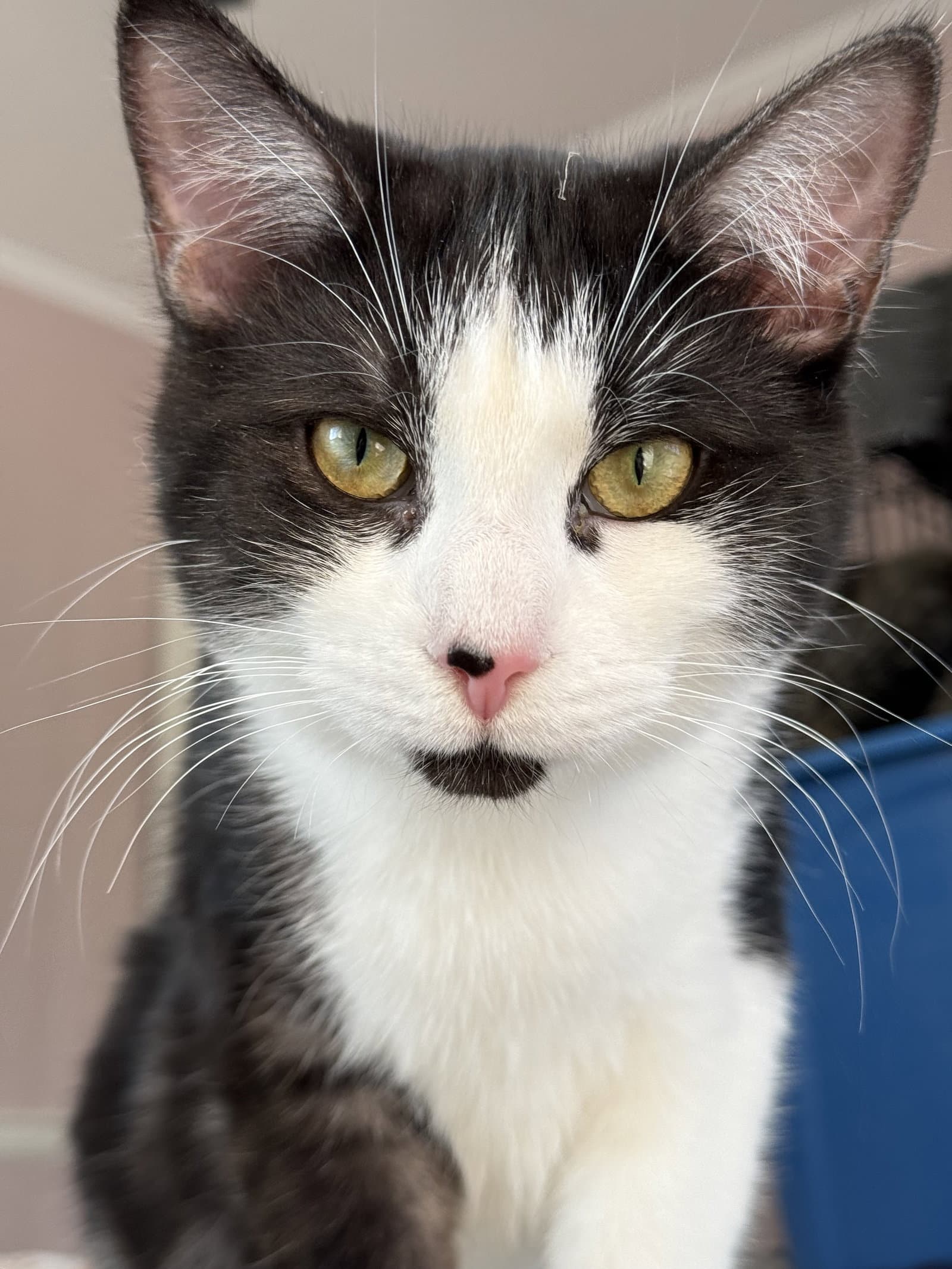 Cruiser - Domestic Short Hair cat available for adoption at North Toronto Cat Rescue in Ontario