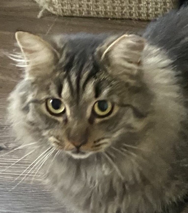 Gabby - Domestic Long Hair cat available for adoption at North Toronto Cat Rescue in Ontario