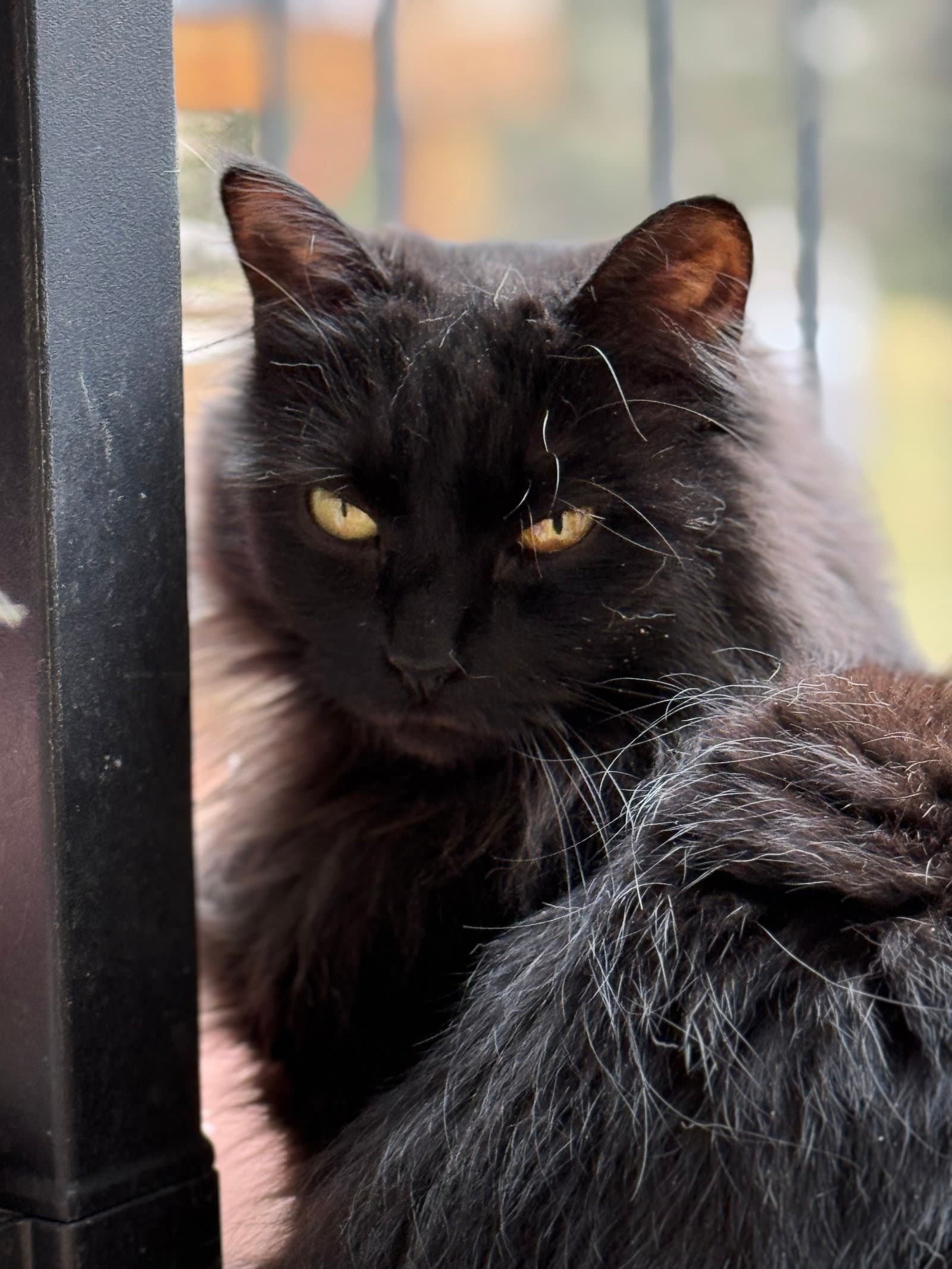 Roxy - Domestic Long Hair cat available for adoption at North Toronto Cat Rescue in Ontario