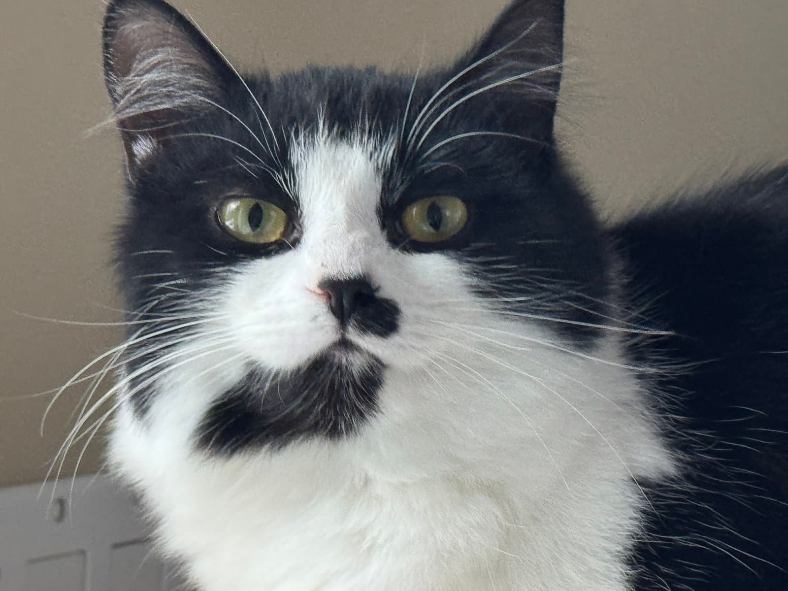 Noelle - Domestic Medium Hair cat available for adoption at North Toronto Cat Rescue in Ontario