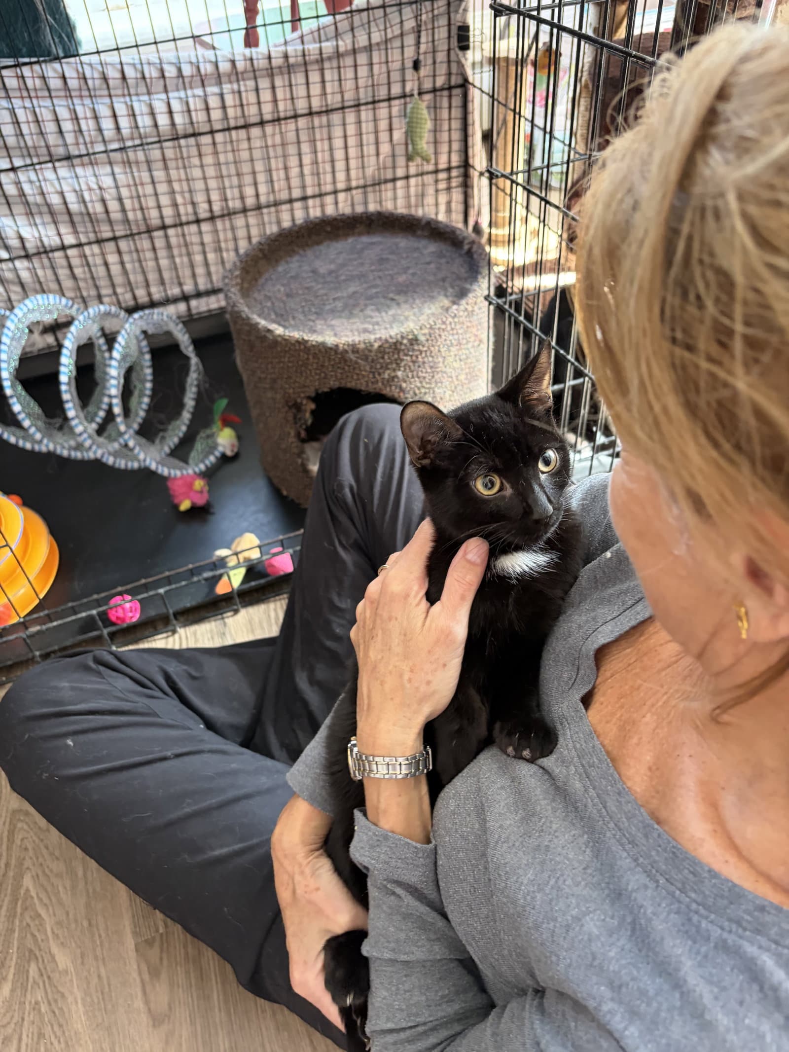 Felix - Domestic Short Hair cat available for adoption at North Toronto Cat Rescue in Ontario