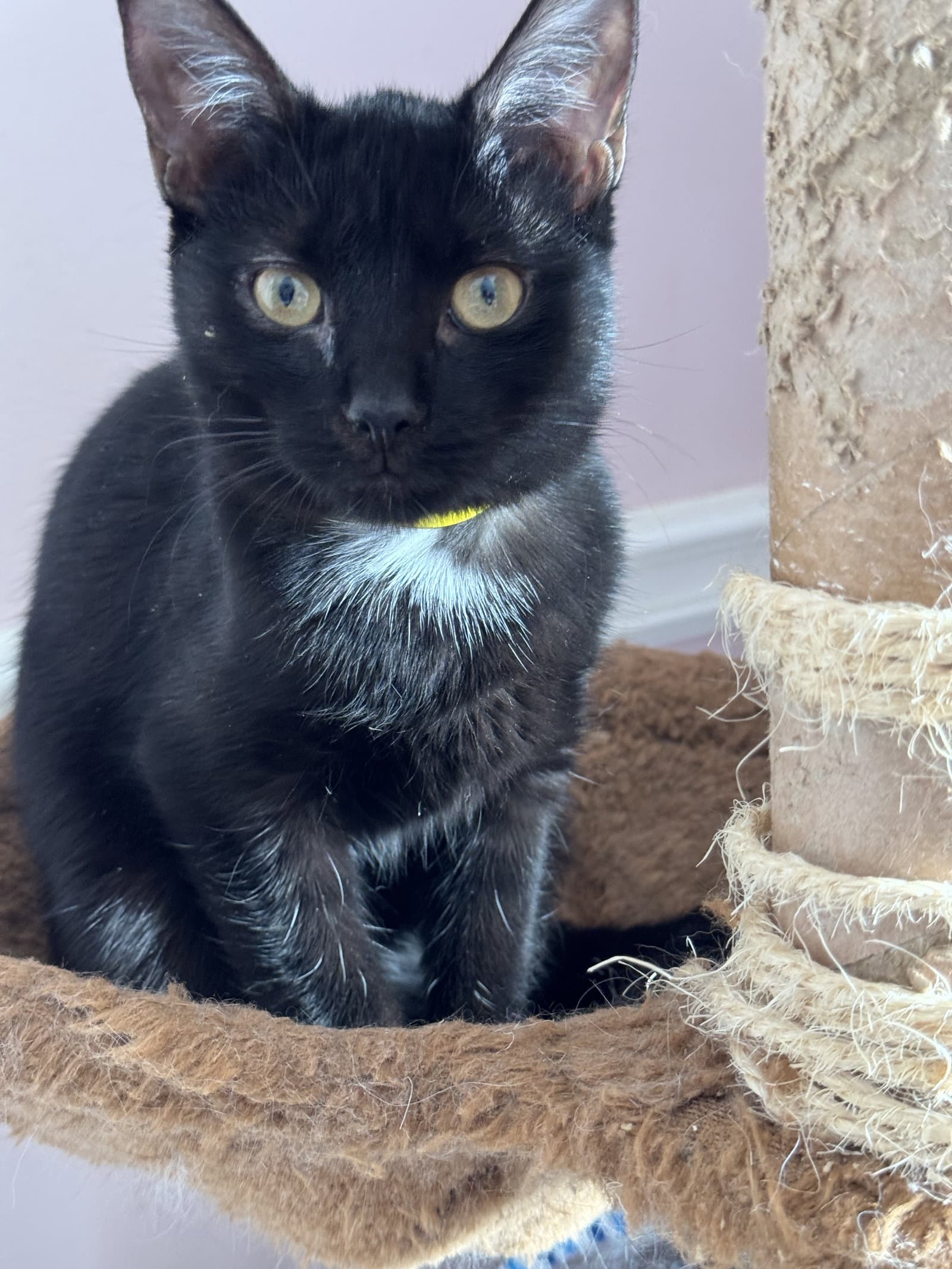 Twilight - Domestic Short Hair cat available for adoption in Calgary