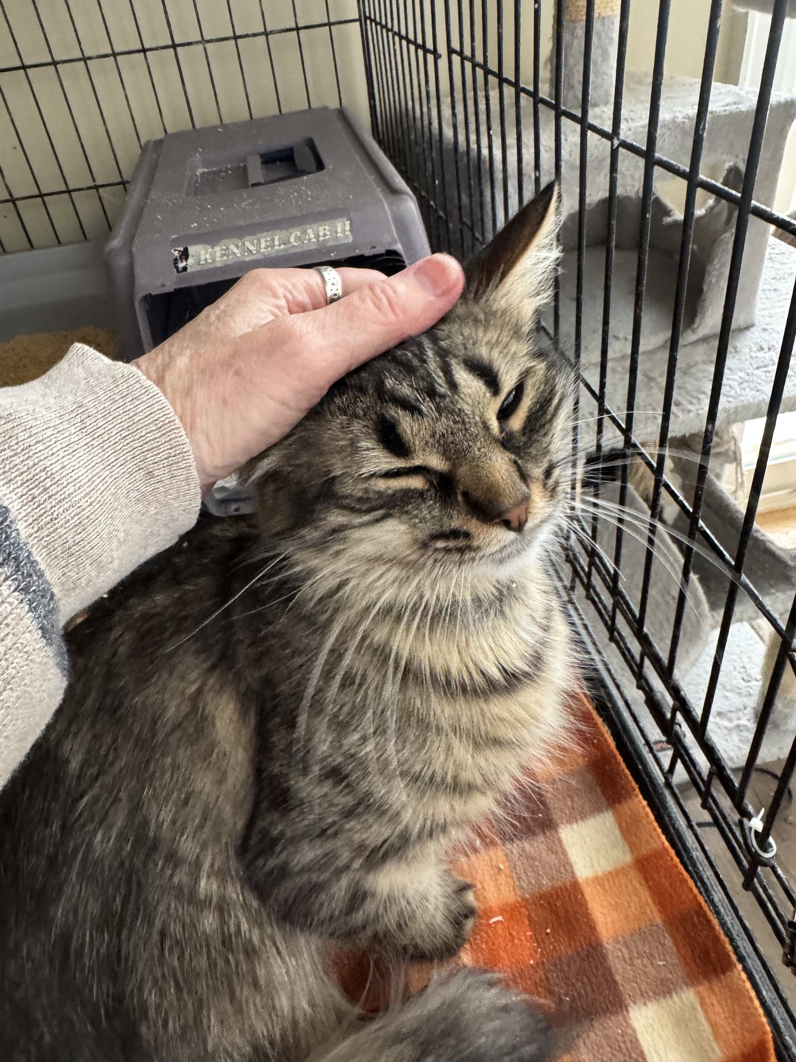 Tabitha - Domestic Long Hair cat available for adoption at North Toronto Cat Rescue in Ontario