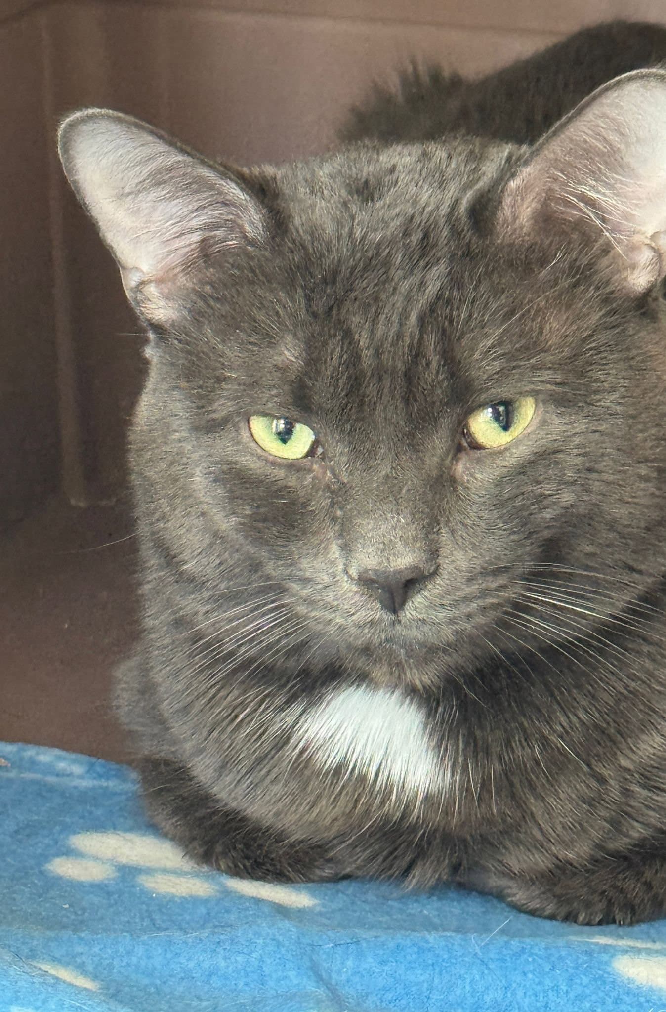 Slater - Domestic Short Hair cat available for adoption at North Toronto Cat Rescue in Ontario