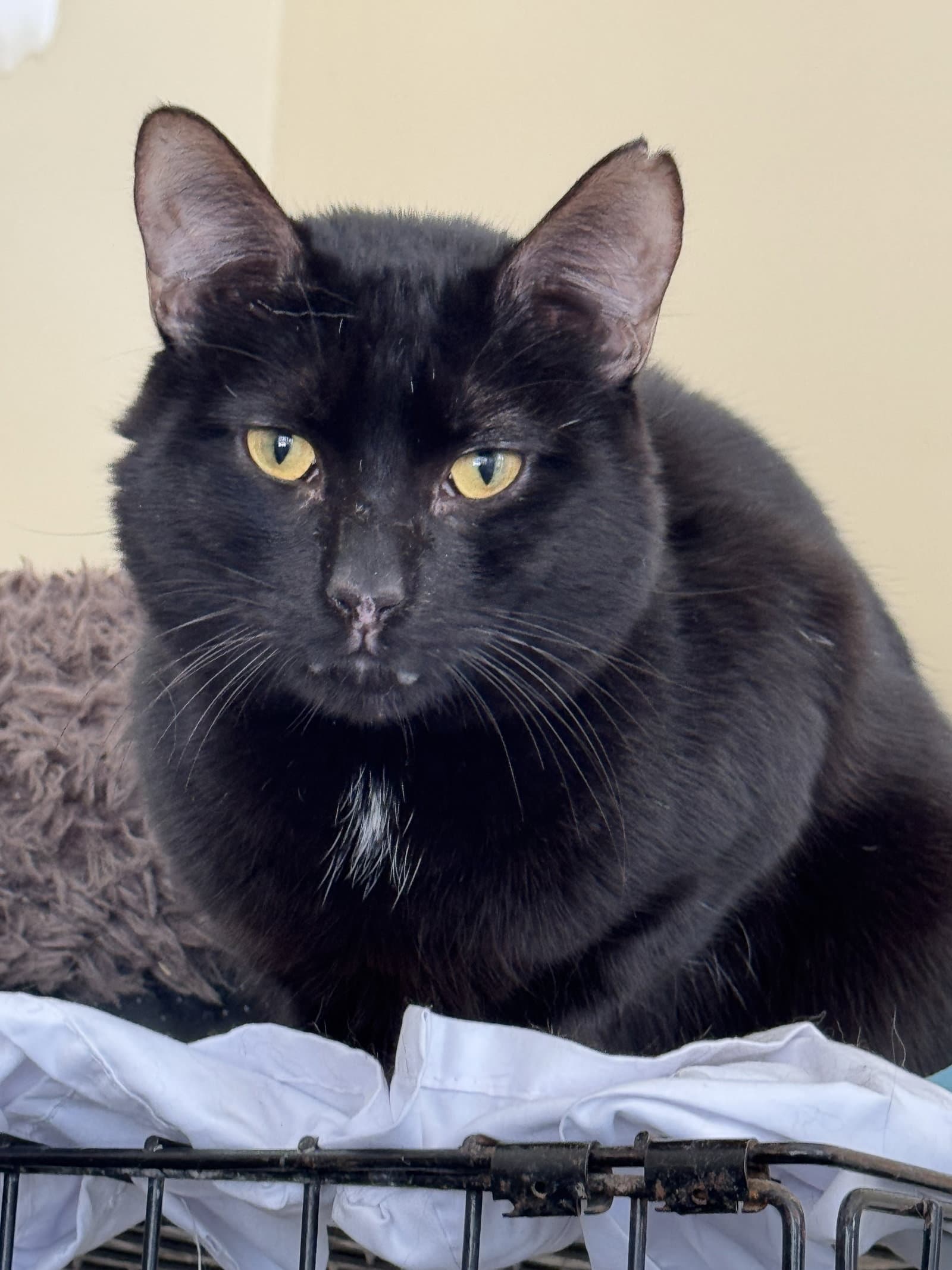 Dante - Domestic Short Hair cat available for adoption at North Toronto Cat Rescue in Ontario